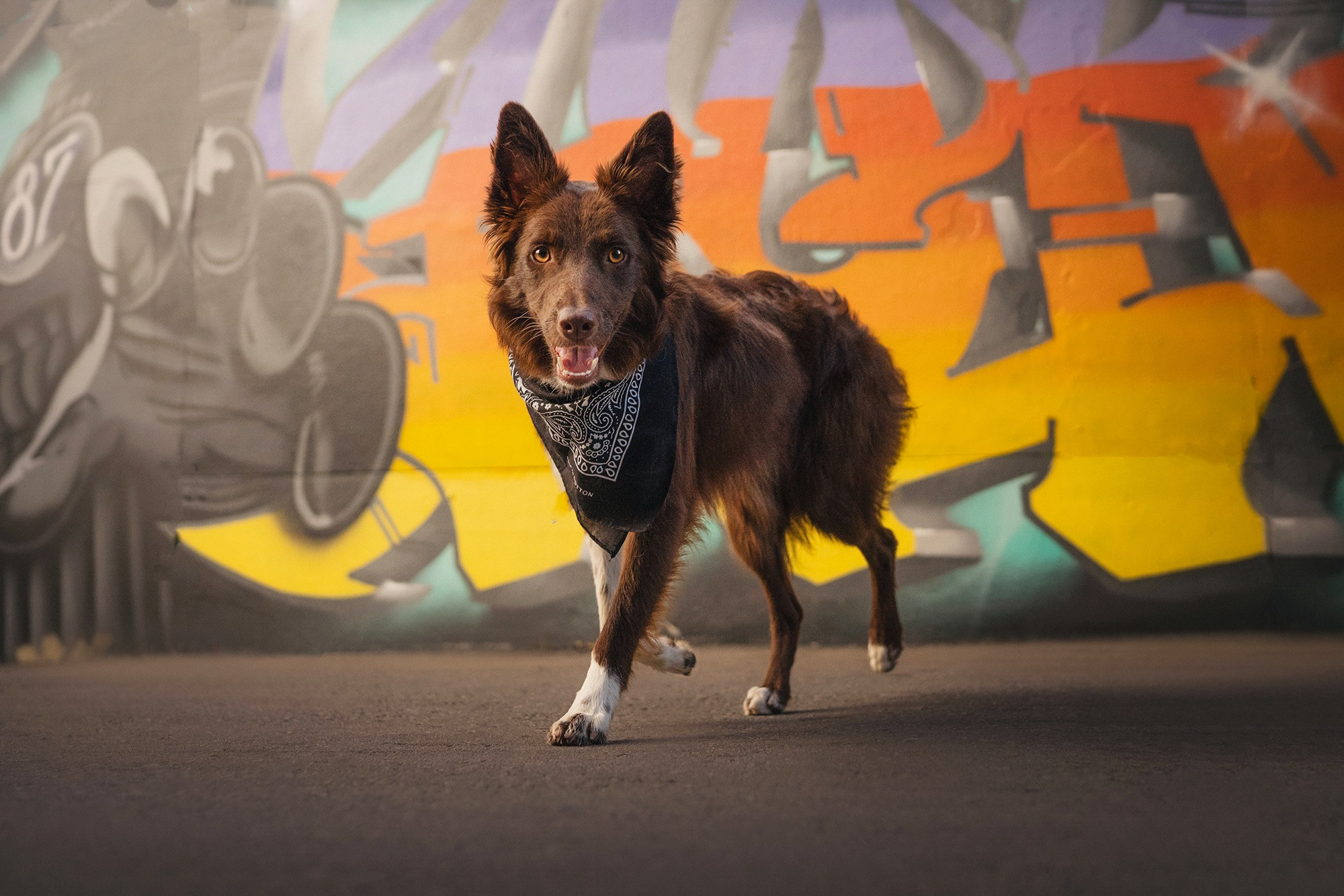 Аня и Брук. Фотограф анималист в Москве и Санкт-Петербурге Свиридова Анна