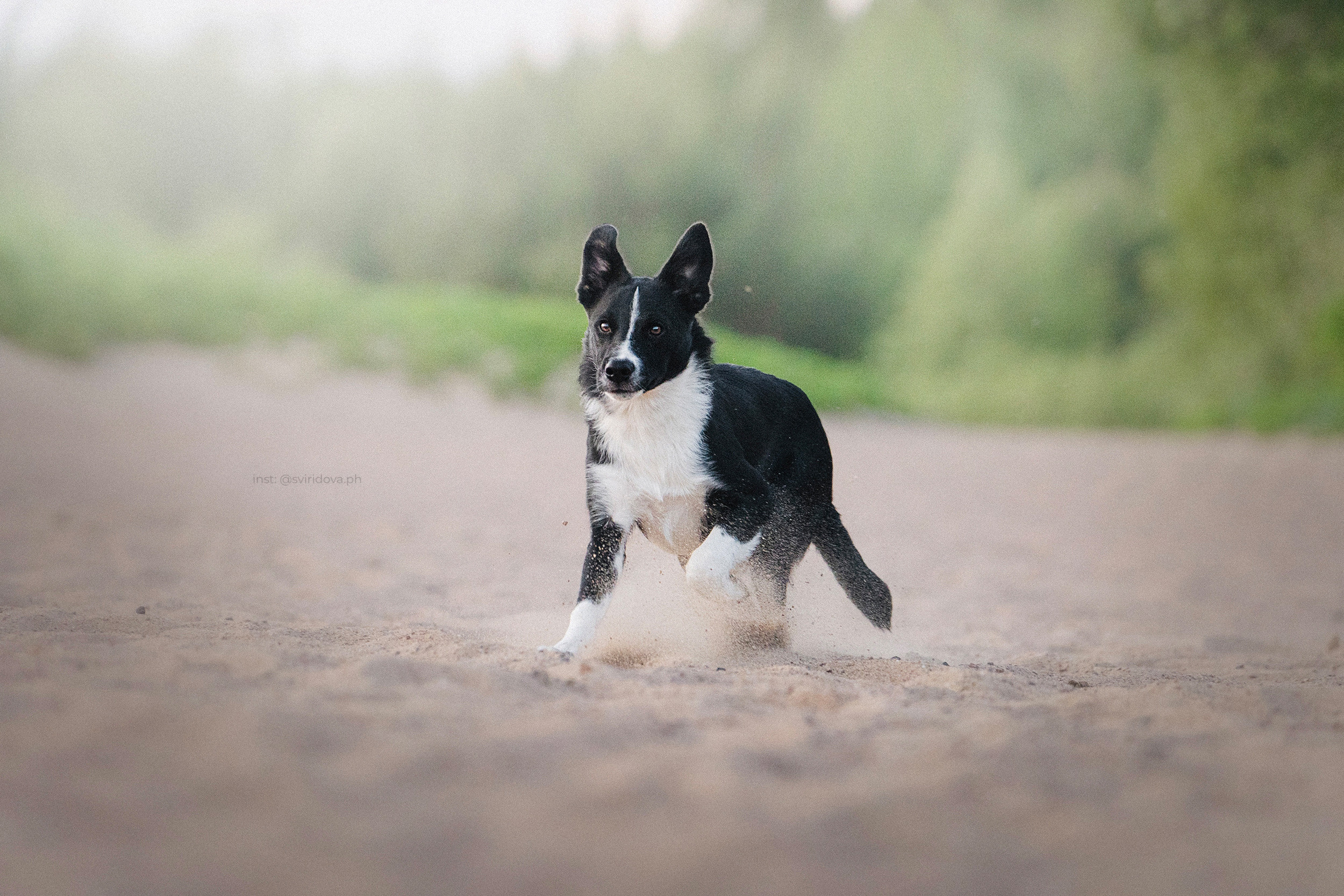 Янки, Румпель, Лось, Токи, Мако. Фотограф анималист в Москве и Санкт-Петербурге Свиридова Анна