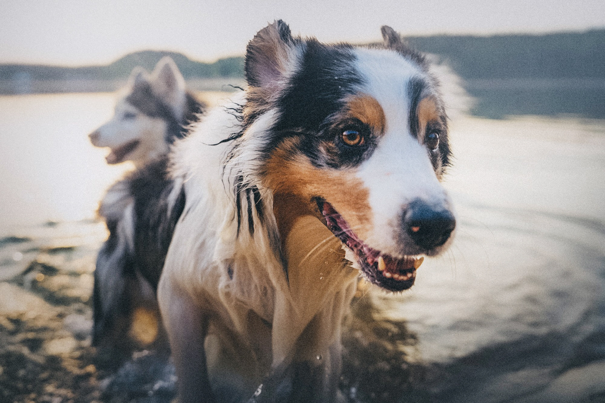 Аня, Игорь, Аусь и Хась. Фотограф анималист в Москве и Санкт-Петербурге Свиридова Анна