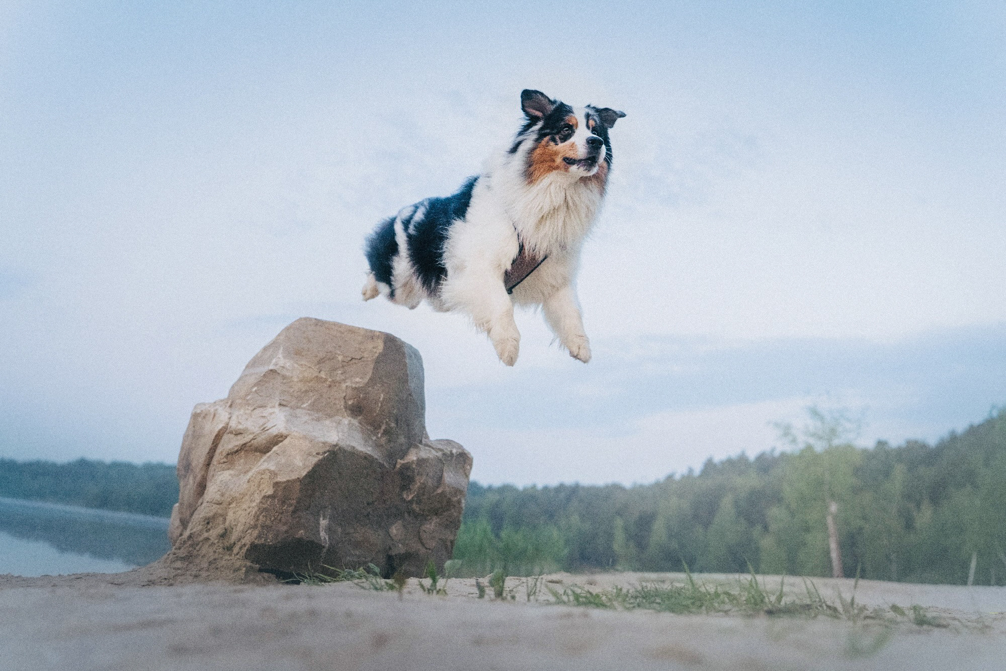 Аня, Игорь, Аусь и Хась. Фотограф анималист в Москве и Санкт-Петербурге Свиридова Анна