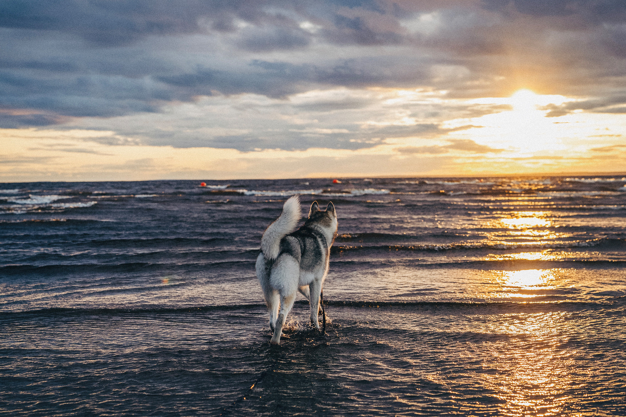 Катя, Илья, Лагерта. Фотограф анималист в Москве и Санкт-Петербурге Свиридова Анна