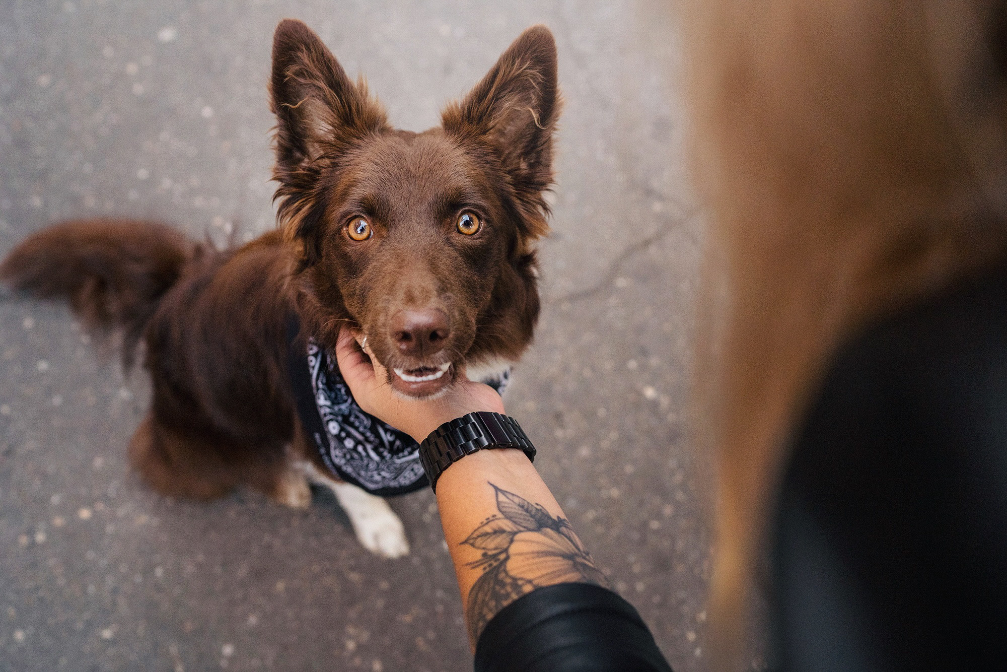 Аня и Брук. Фотограф анималист в Москве и Санкт-Петербурге Свиридова Анна