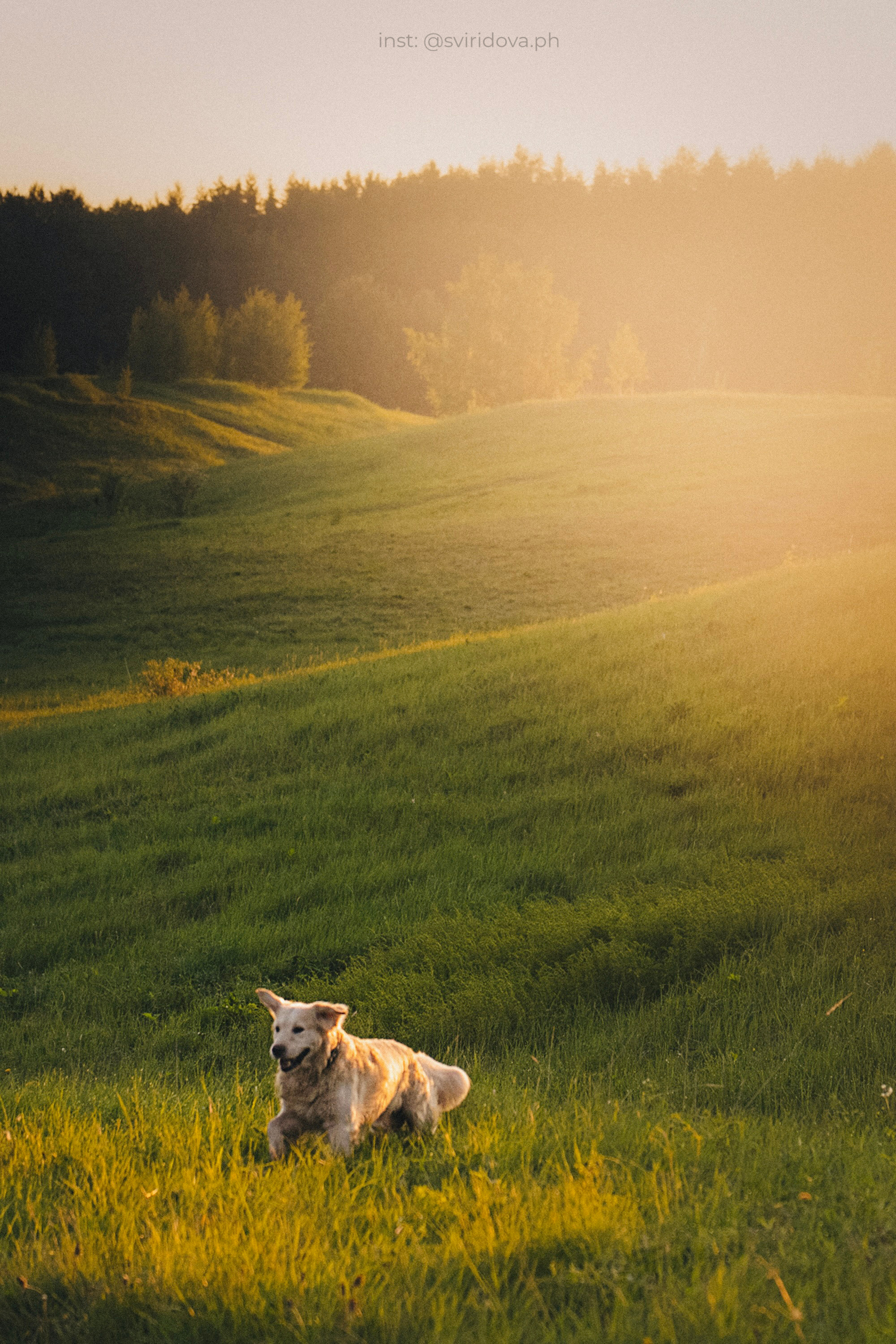Настя и Арчи. Фотограф анималист в Москве и Санкт-Петербурге Свиридова Анна