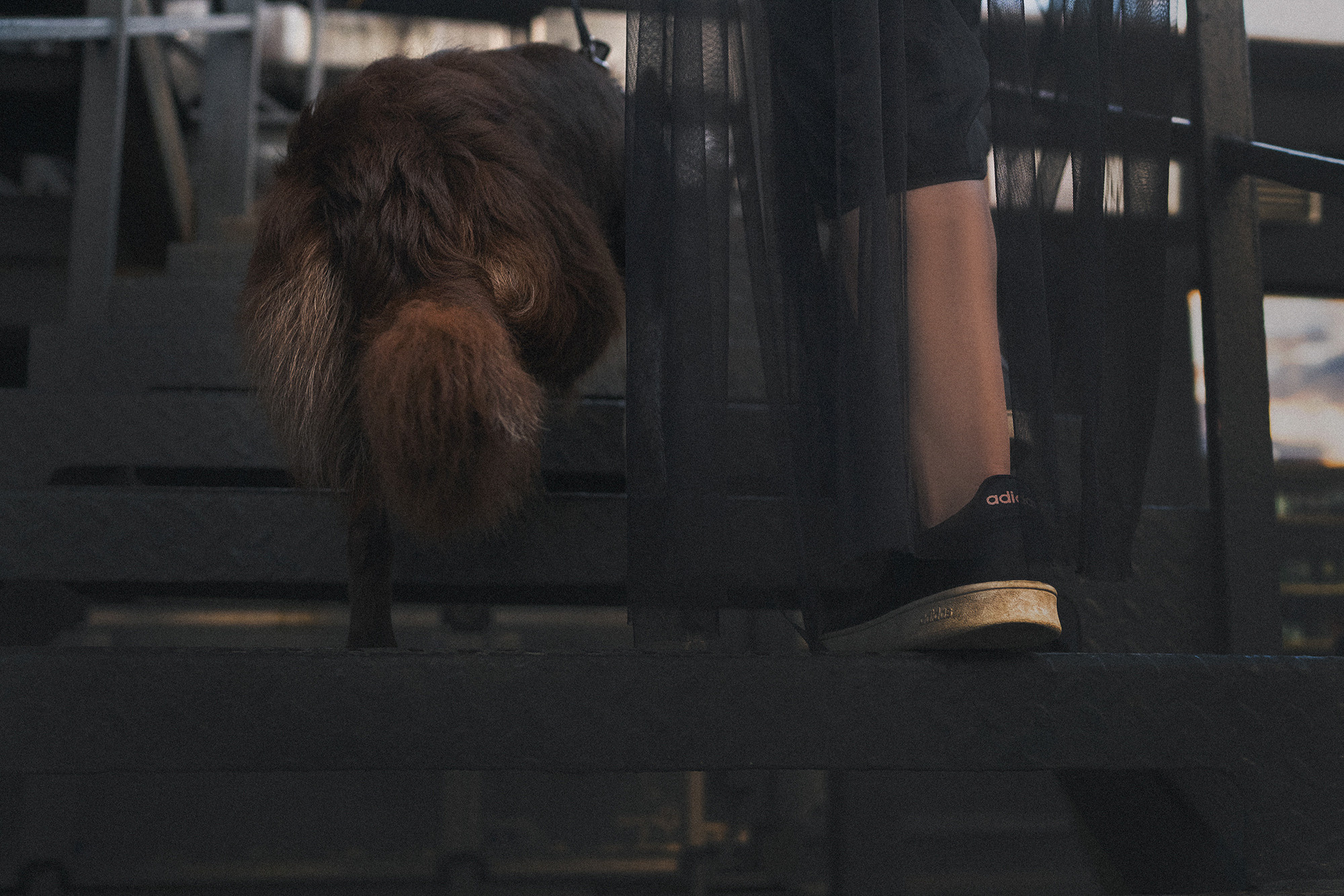 Аня и Брук. Фотограф анималист в Москве и Санкт-Петербурге Свиридова Анна