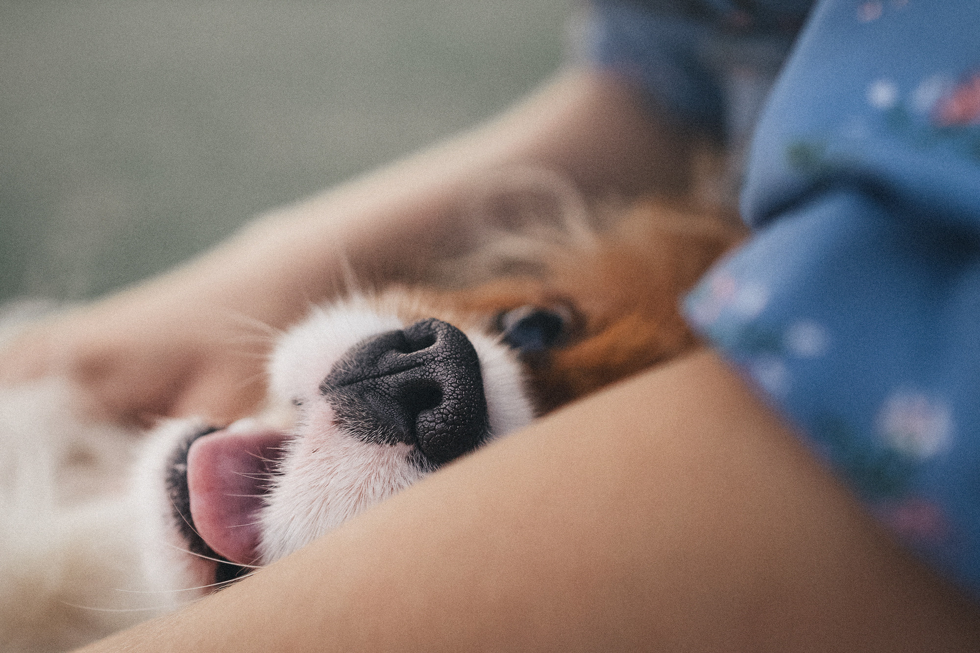 Таня и Лео. Фотограф анималист в Москве и Санкт-Петербурге Свиридова Анна