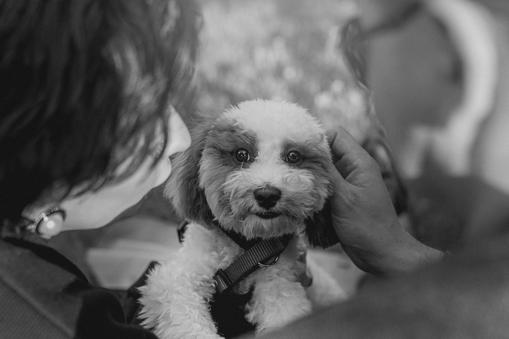 Амина, Андрей и Умка. Фотограф анималист в Москве и Санкт-Петербурге Свиридова Анна