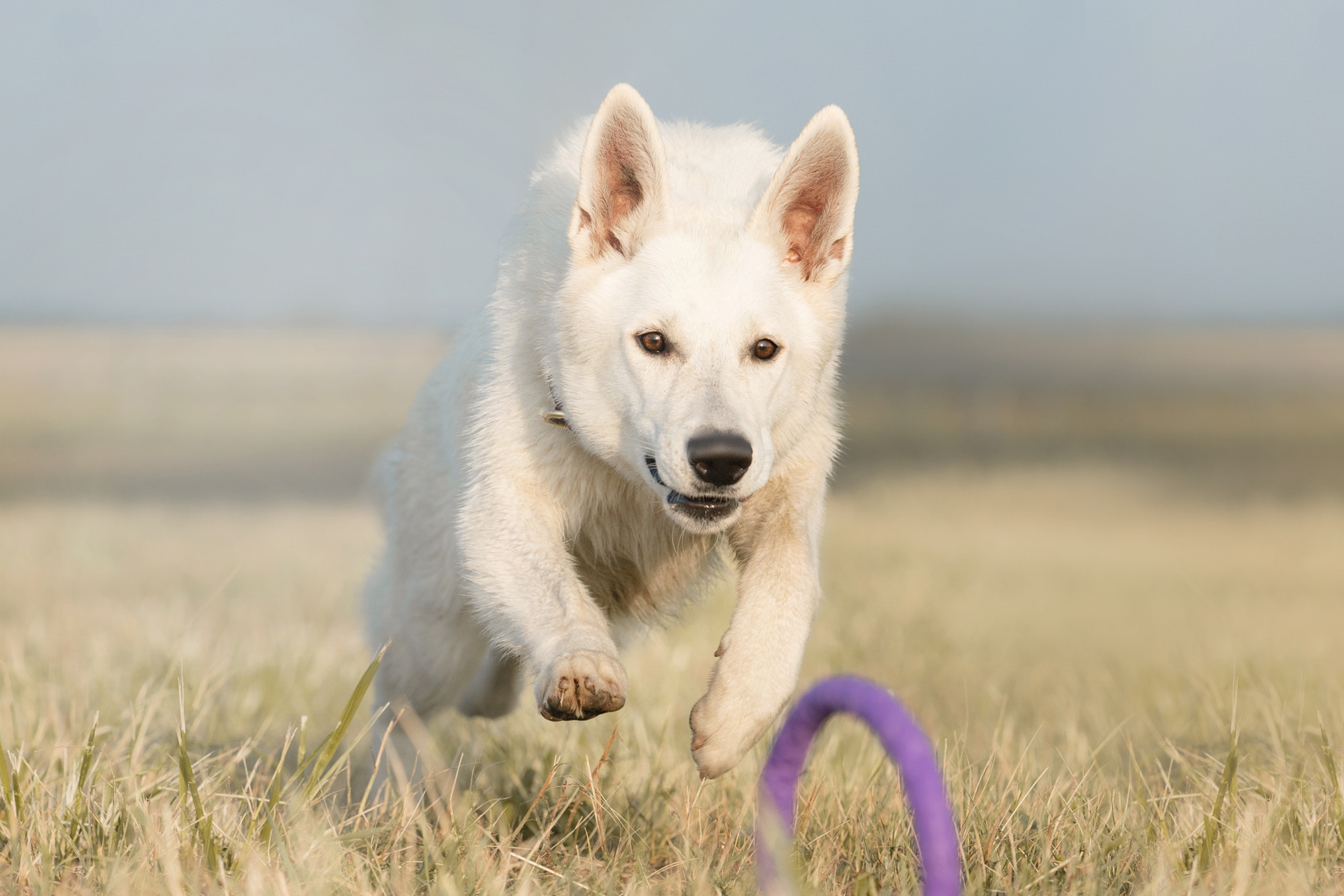 Лиза и Юста. Фотограф анималист в Москве и Санкт-Петербурге Свиридова Анна