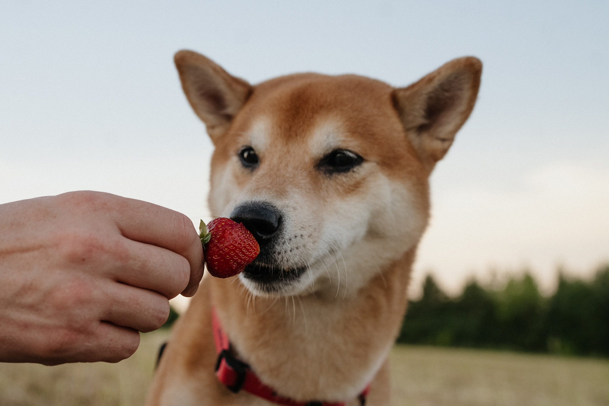 Катя, Вася, Роки и Бэлла. Фотограф анималист в Москве и Санкт-Петербурге Свиридова Анна