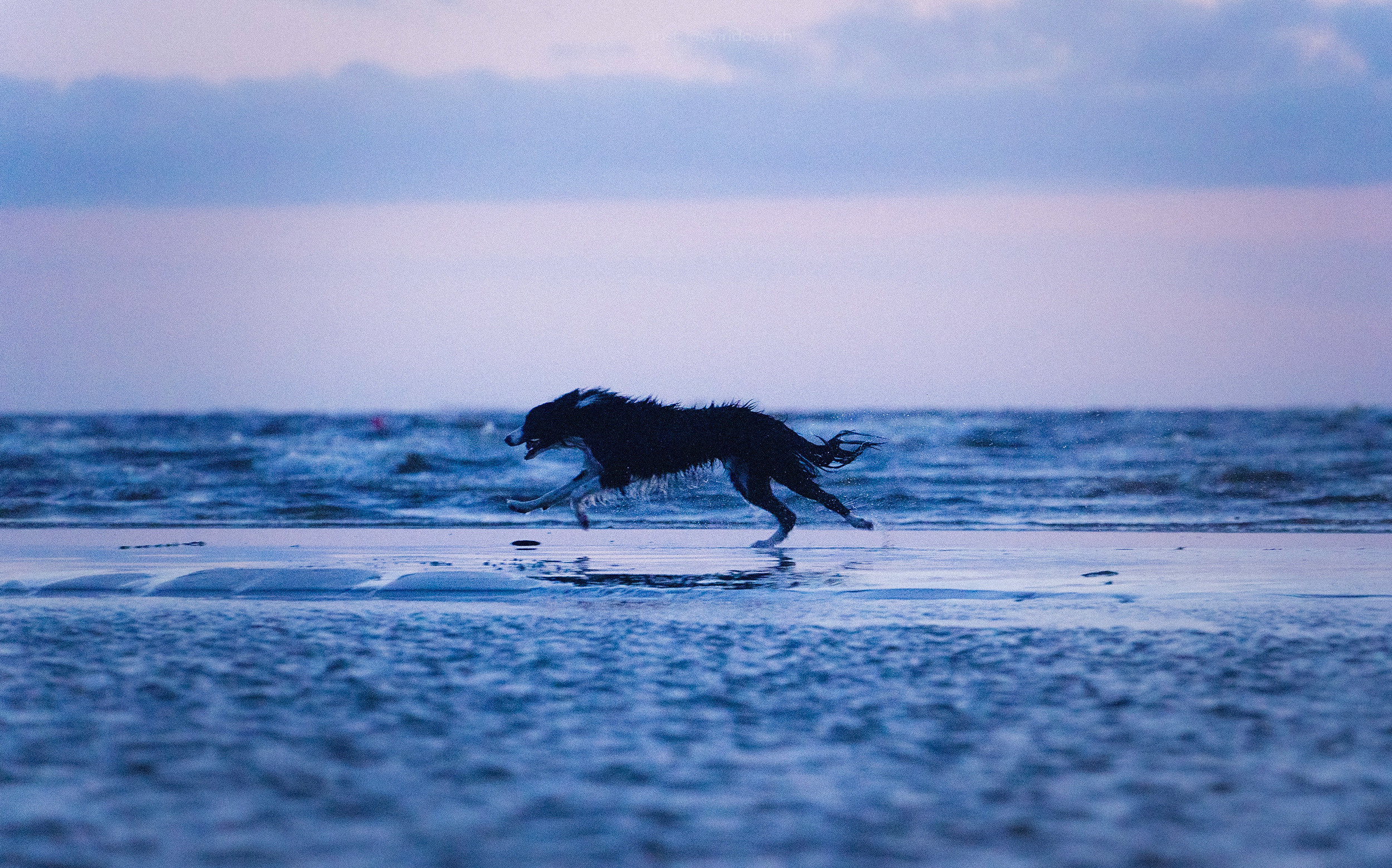 Янки, Румпель, Лось, Токи, Мако. Фотограф анималист в Москве и Санкт-Петербурге Свиридова Анна