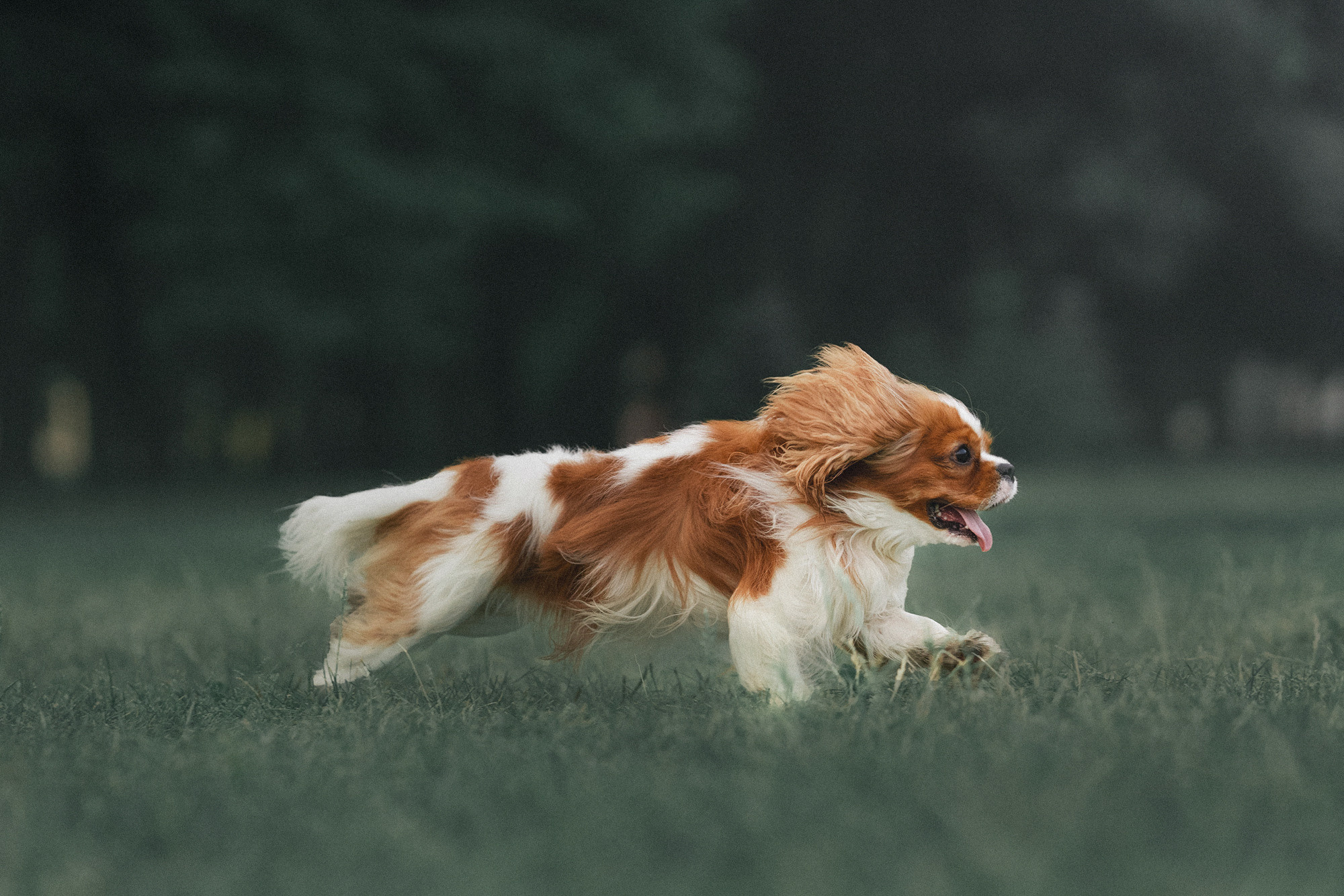 Таня и Лео. Фотограф анималист в Москве и Санкт-Петербурге Свиридова Анна