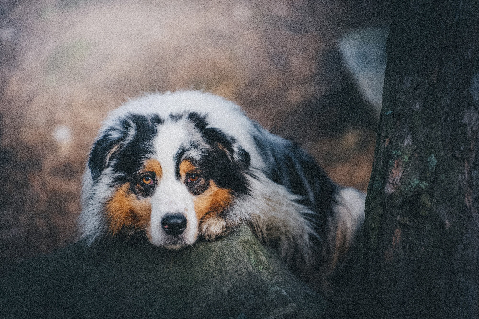 Аня, Игорь, Аусь и Хась. Фотограф анималист в Москве и Санкт-Петербурге Свиридова Анна