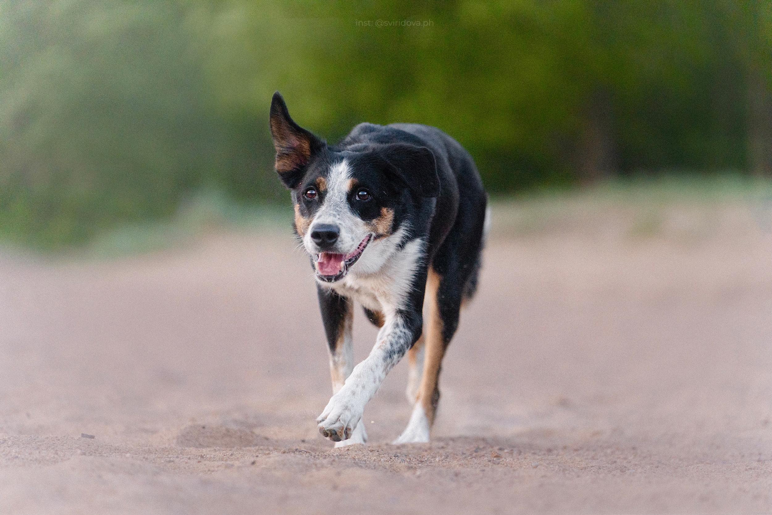 Янки, Румпель, Лось, Токи, Мако. Фотограф анималист в Москве и Санкт-Петербурге Свиридова Анна