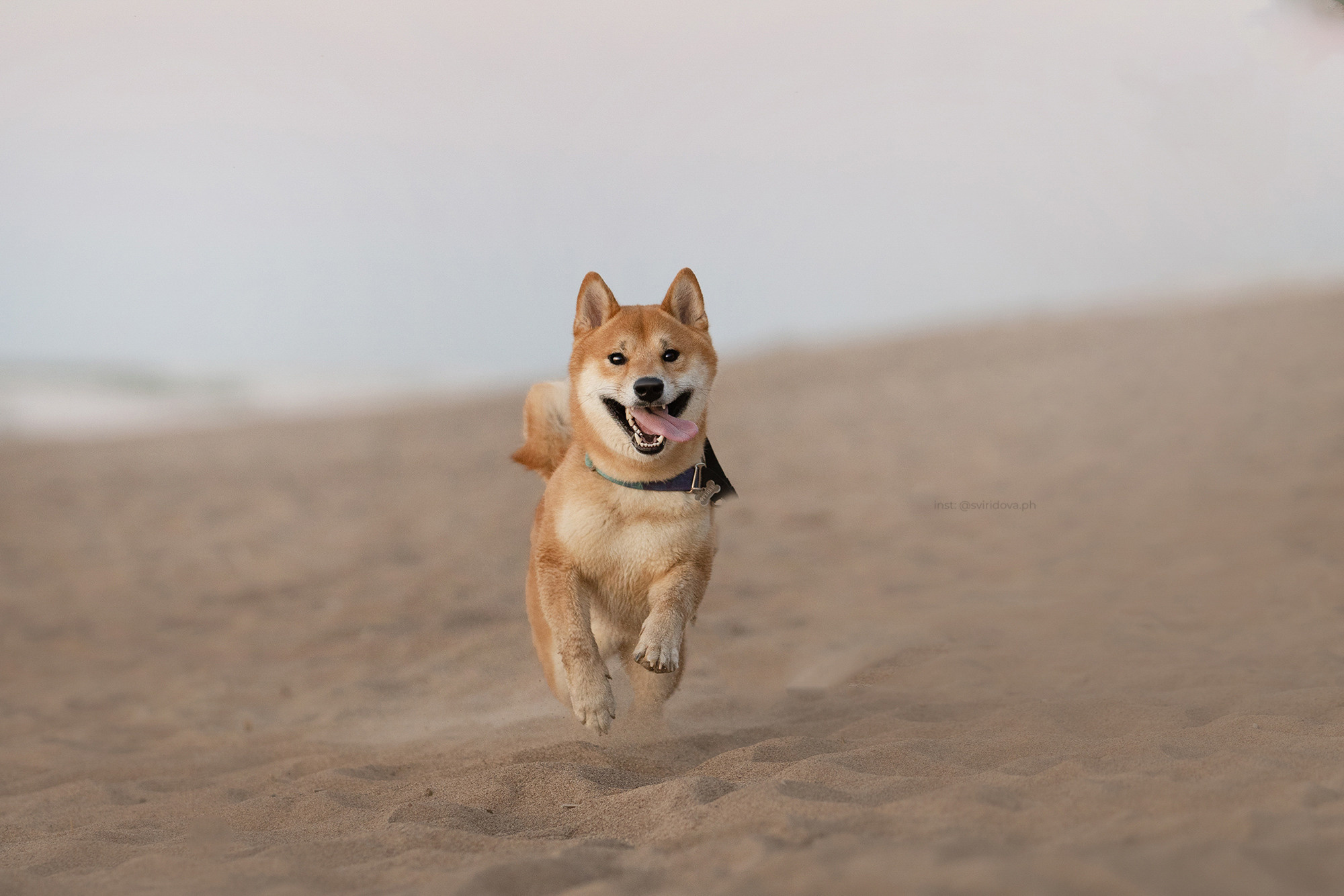 Даша, Сергей и Френки. Фотограф анималист в Москве и Санкт-Петербурге Свиридова Анна