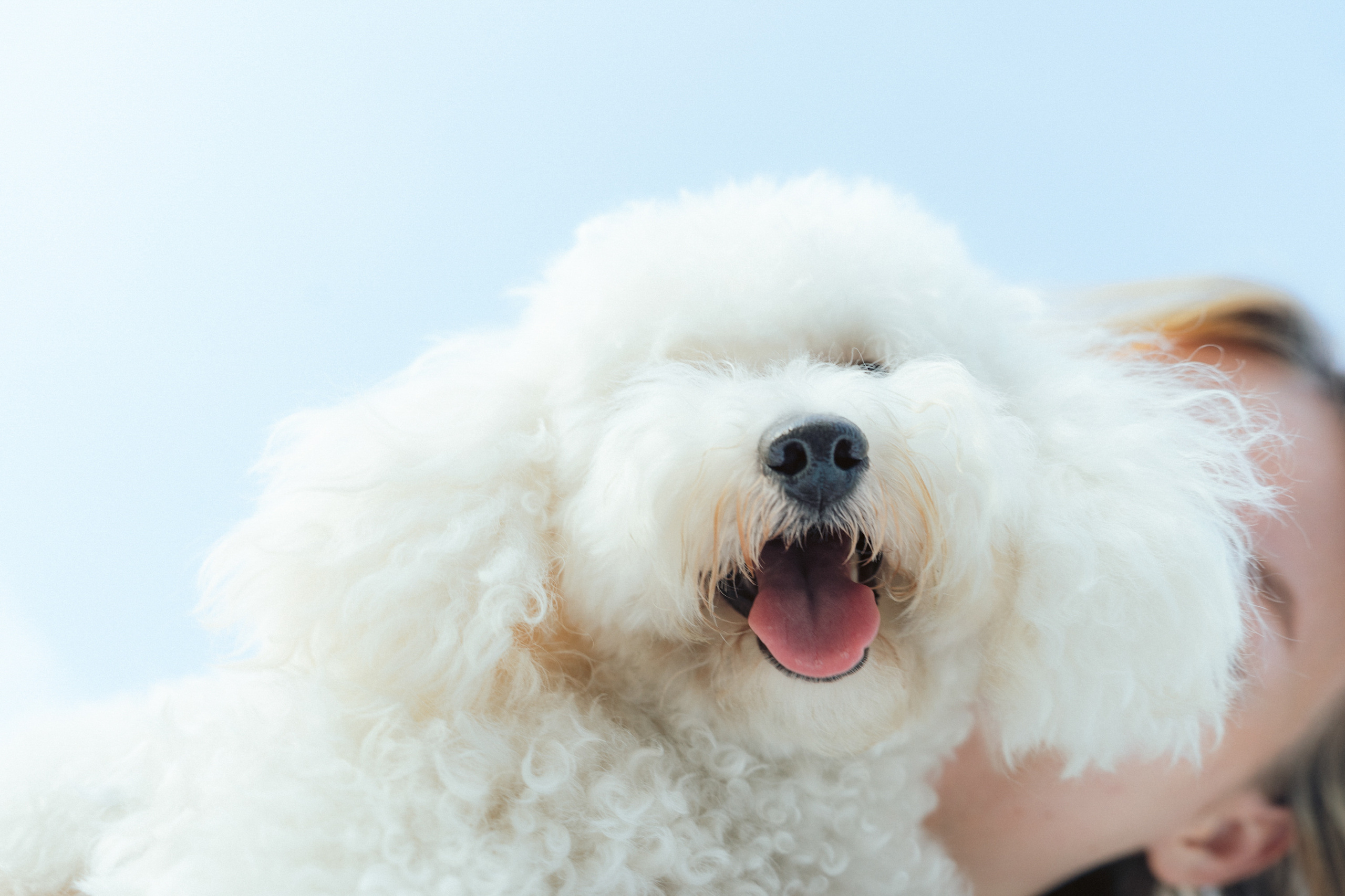 Ангелина и Варежка. Фотограф анималист в Москве и Санкт-Петербурге Свиридова Анна