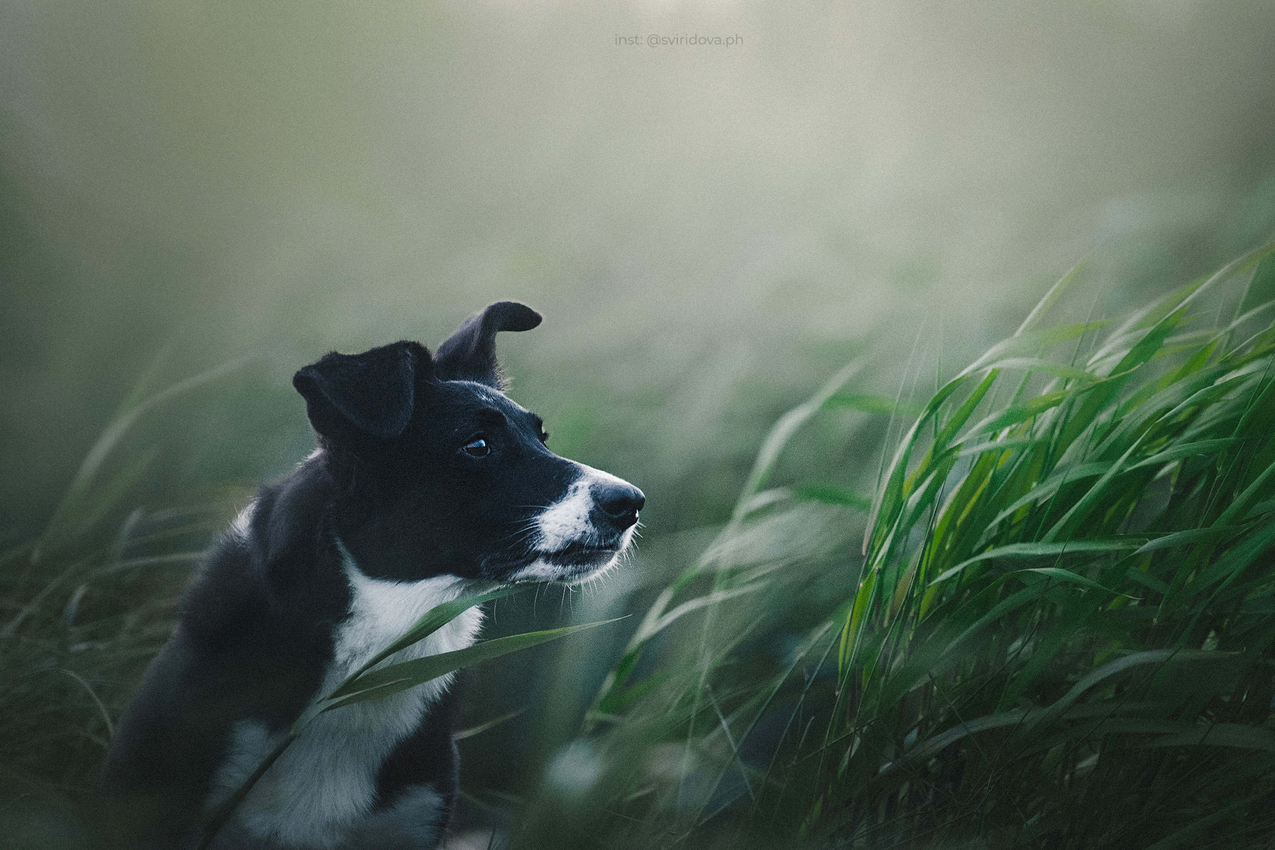 Янки, Румпель, Лось, Токи, Мако. Фотограф анималист в Москве и Санкт-Петербурге Свиридова Анна