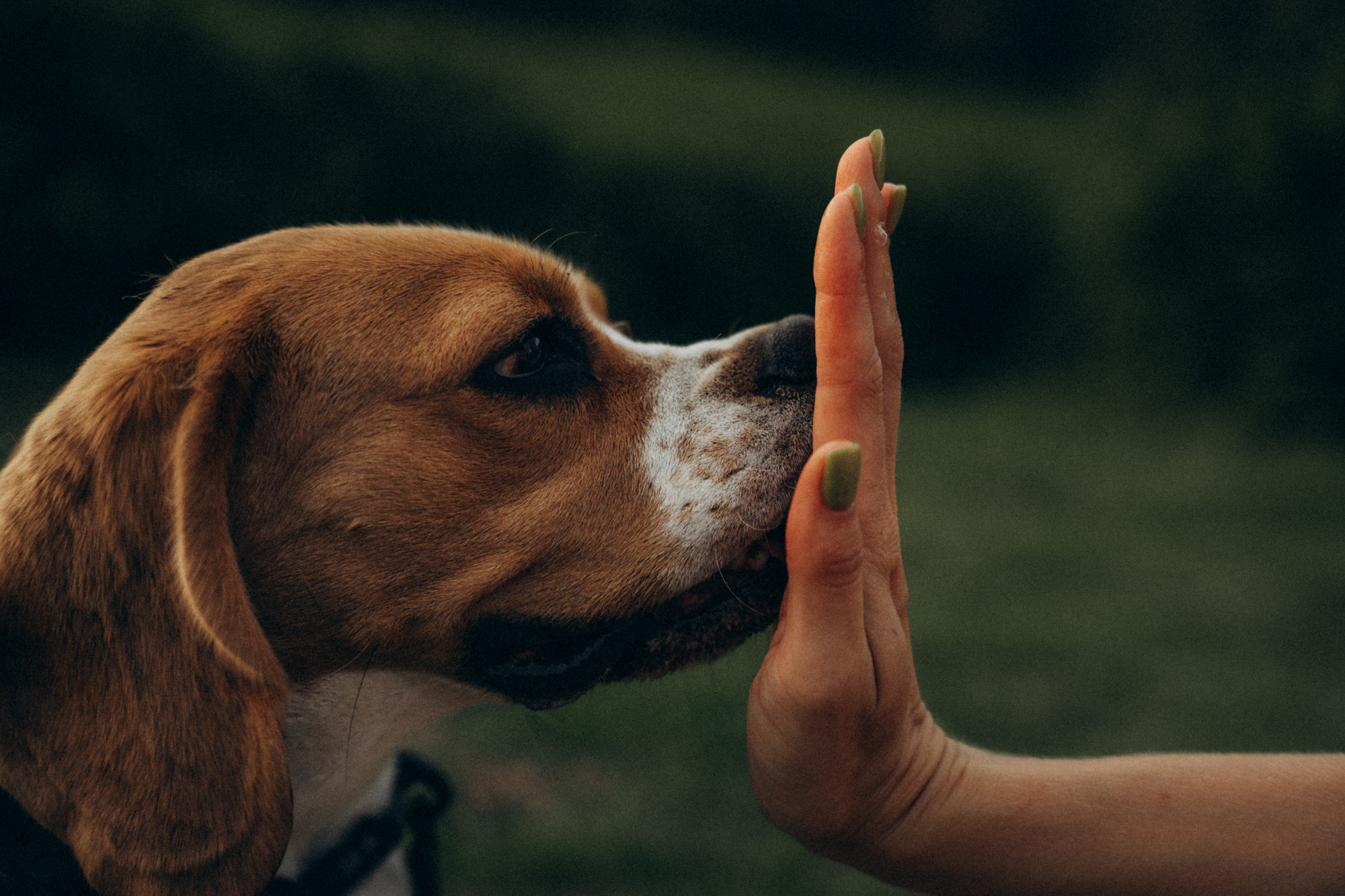 Женя и Мира. Фотограф анималист в Москве и Санкт-Петербурге Свиридова Анна
