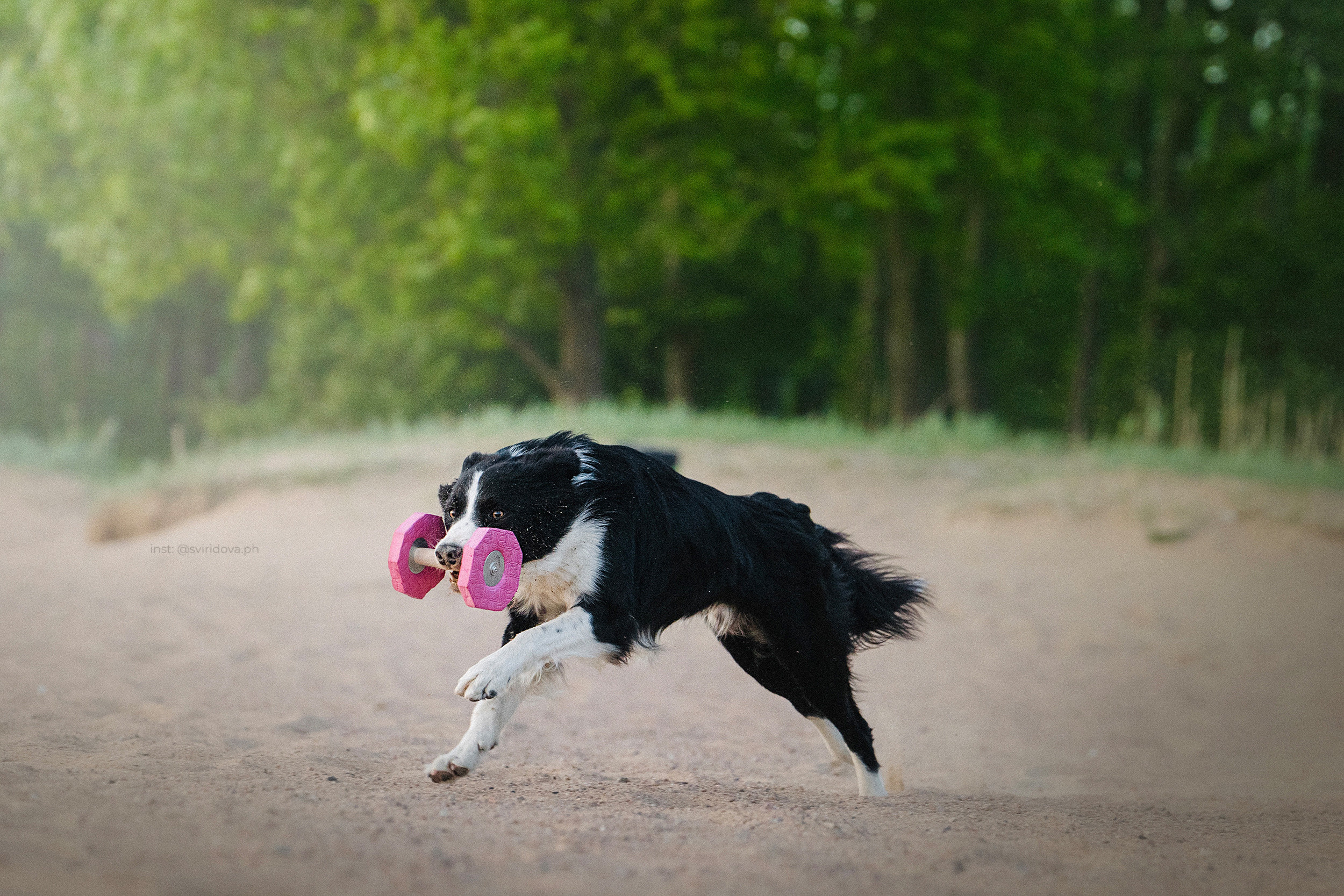 Янки, Румпель, Лось, Токи, Мако. Фотограф анималист в Москве и Санкт-Петербурге Свиридова Анна
