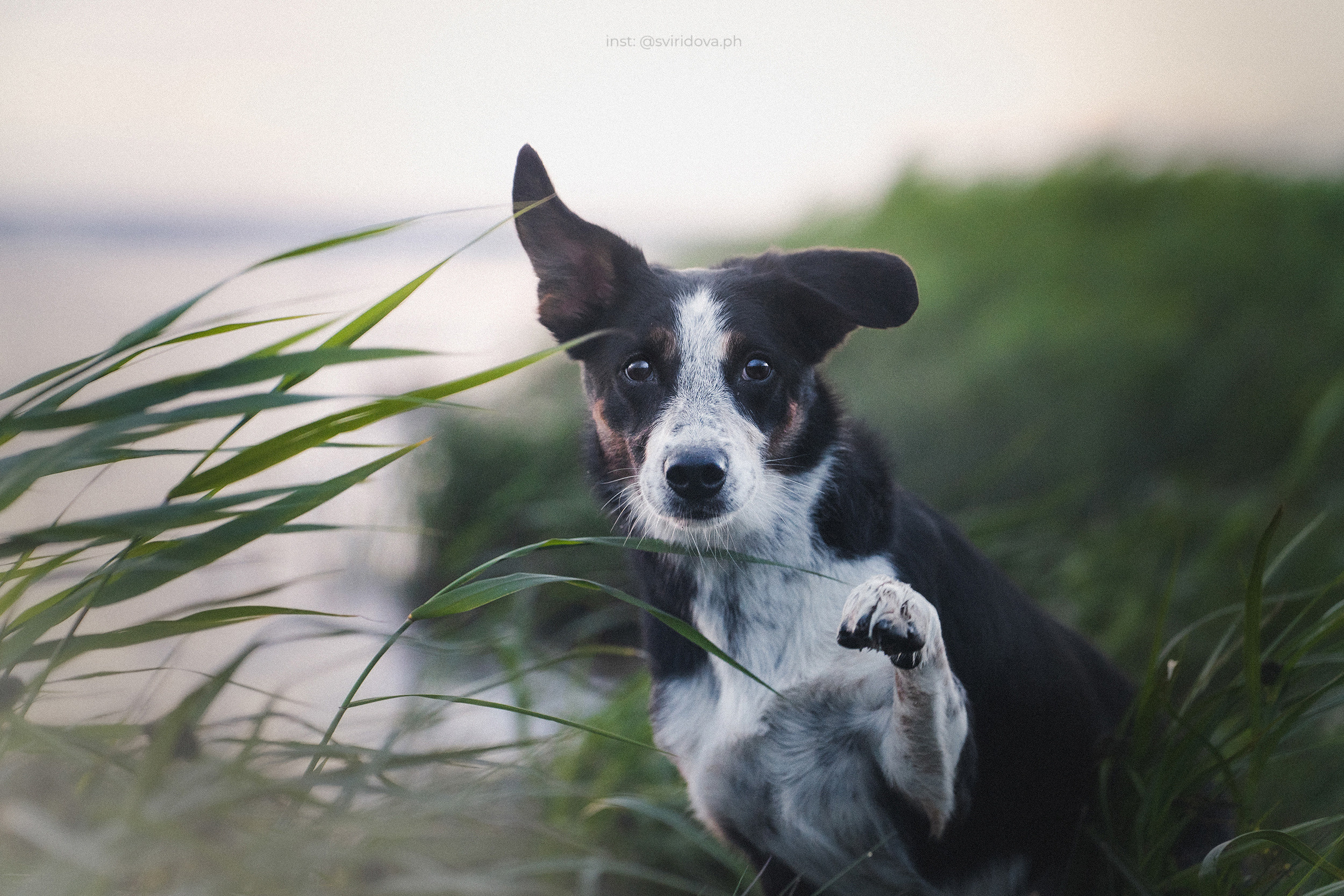 Янки, Румпель, Лось, Токи, Мако. Фотограф анималист в Москве и Санкт-Петербурге Свиридова Анна