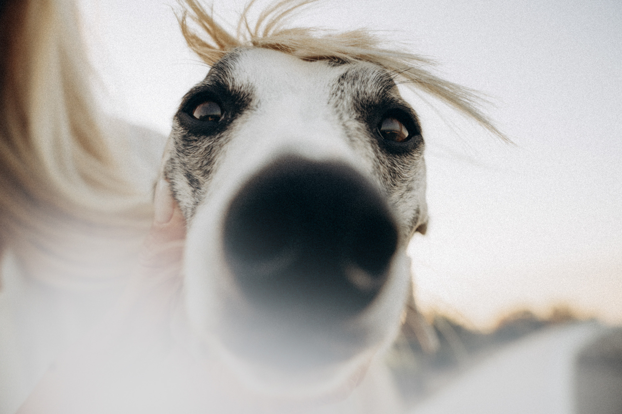 Аня и Джованни. Фотограф анималист в Москве и Санкт-Петербурге Свиридова Анна