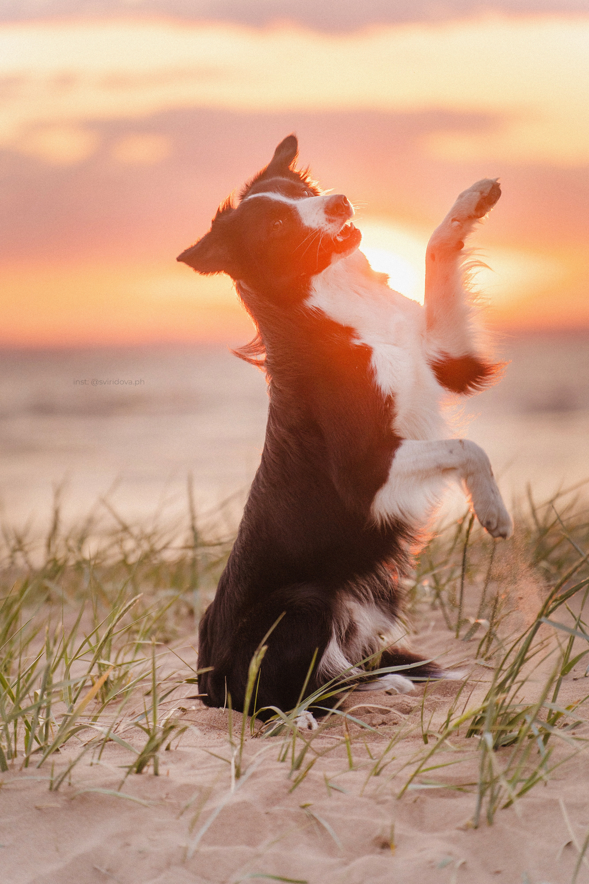 Янки, Румпель, Лось, Токи, Мако. Фотограф анималист в Москве и Санкт-Петербурге Свиридова Анна