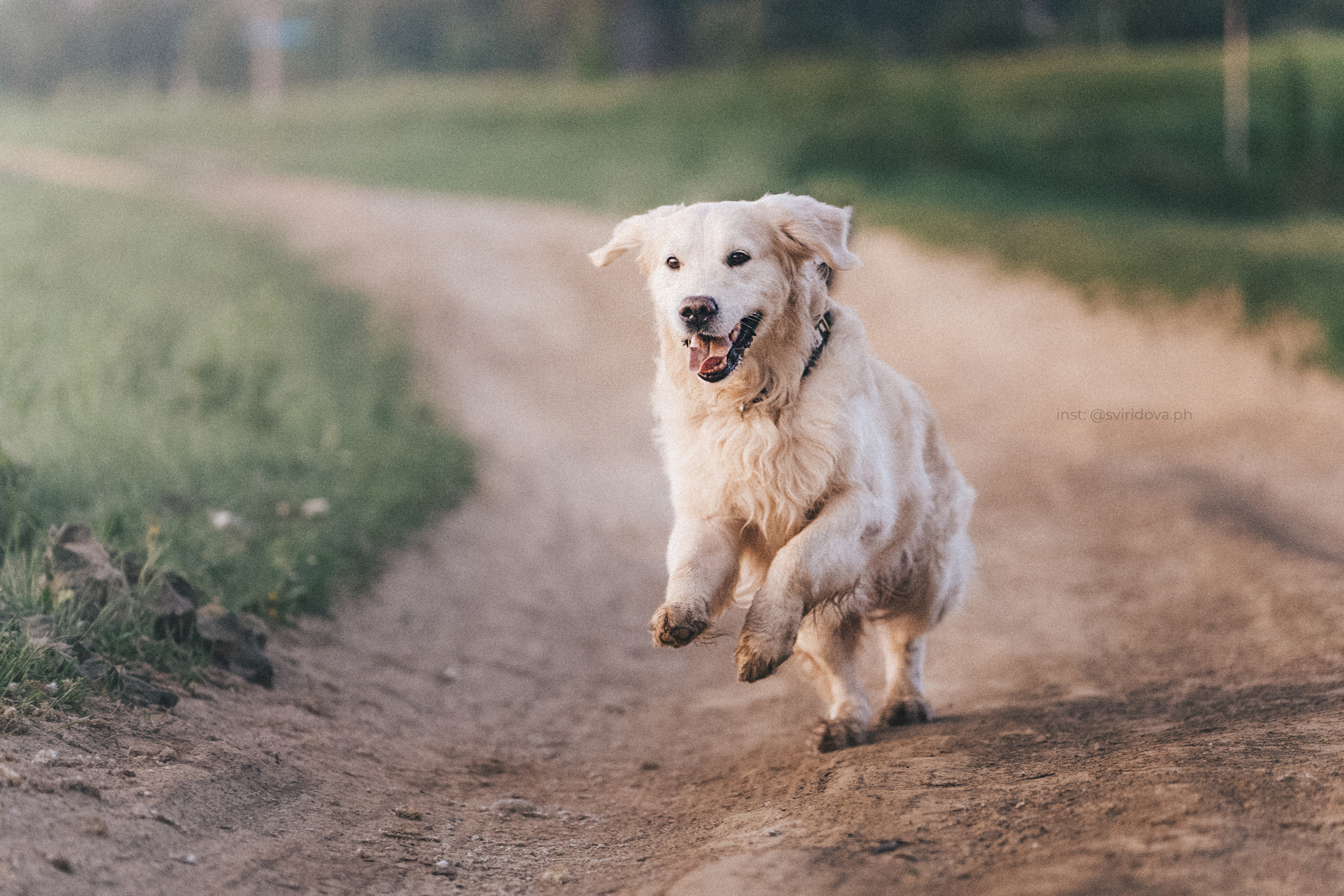 Настя и Арчи. Фотограф анималист в Москве и Санкт-Петербурге Свиридова Анна