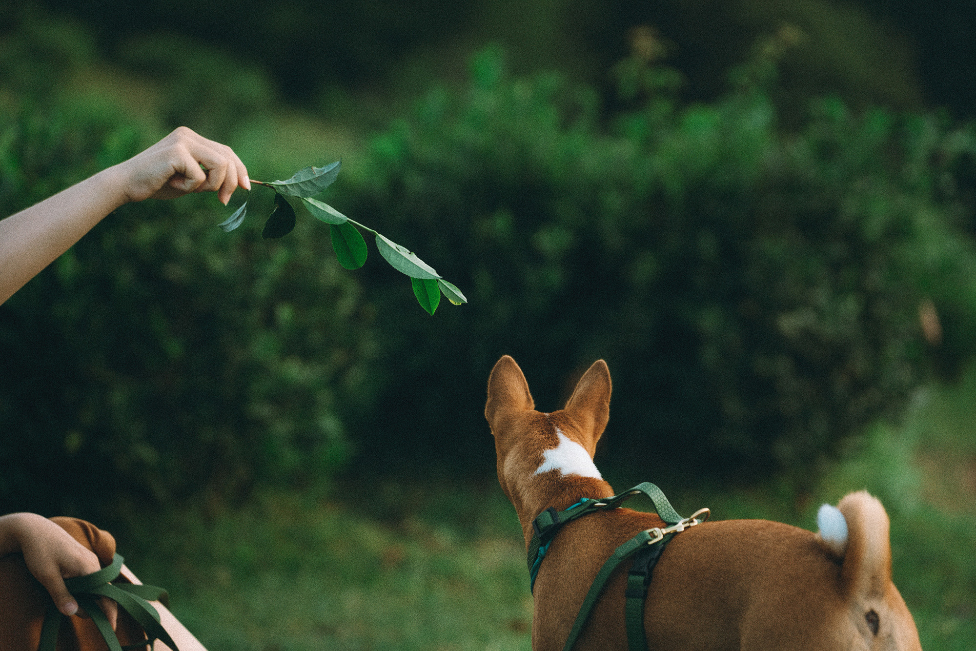Арина и Рики. Фотограф анималист в Москве и Санкт-Петербурге Свиридова Анна