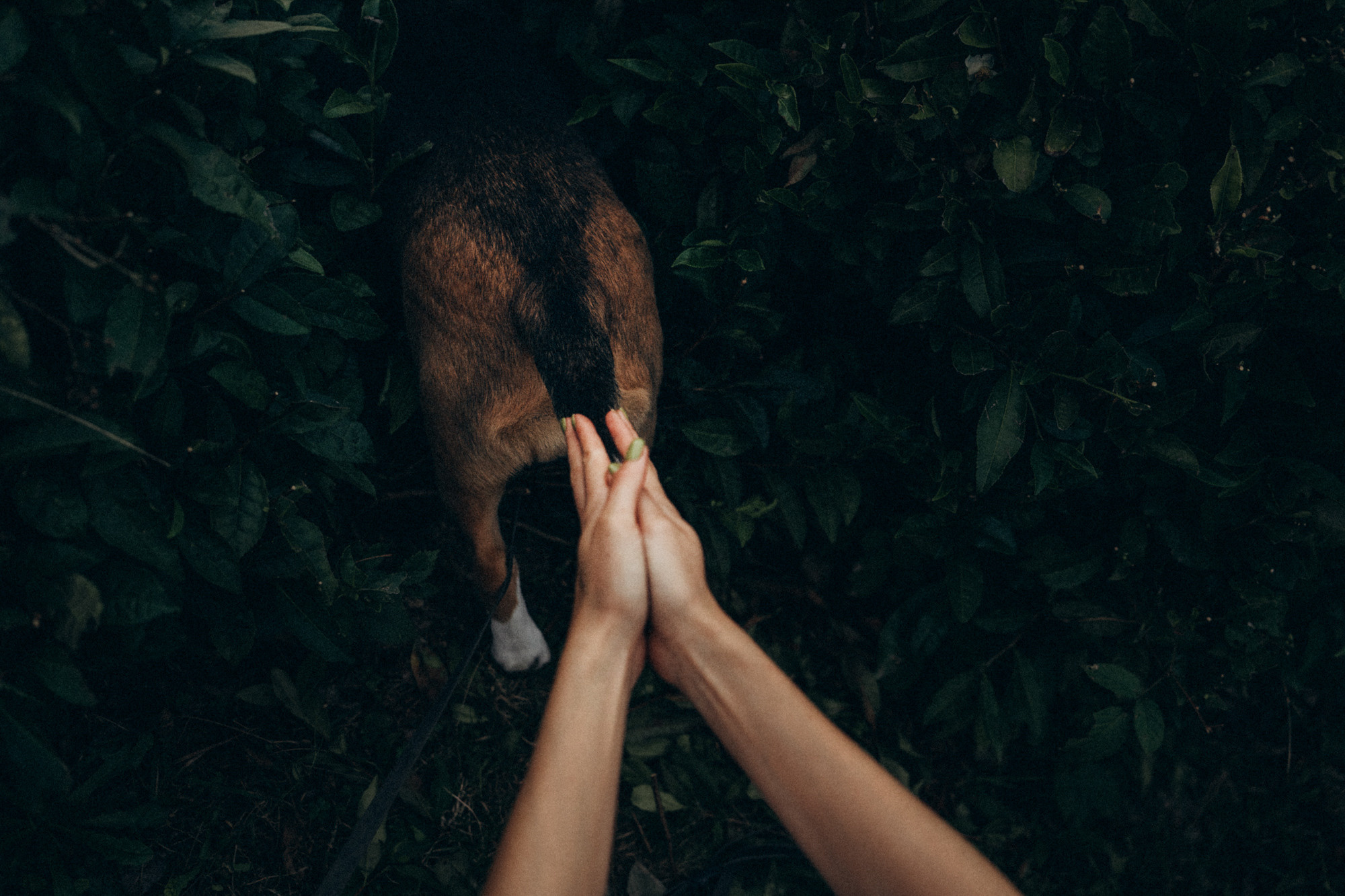 Женя и Мира. Фотограф анималист в Москве и Санкт-Петербурге Свиридова Анна