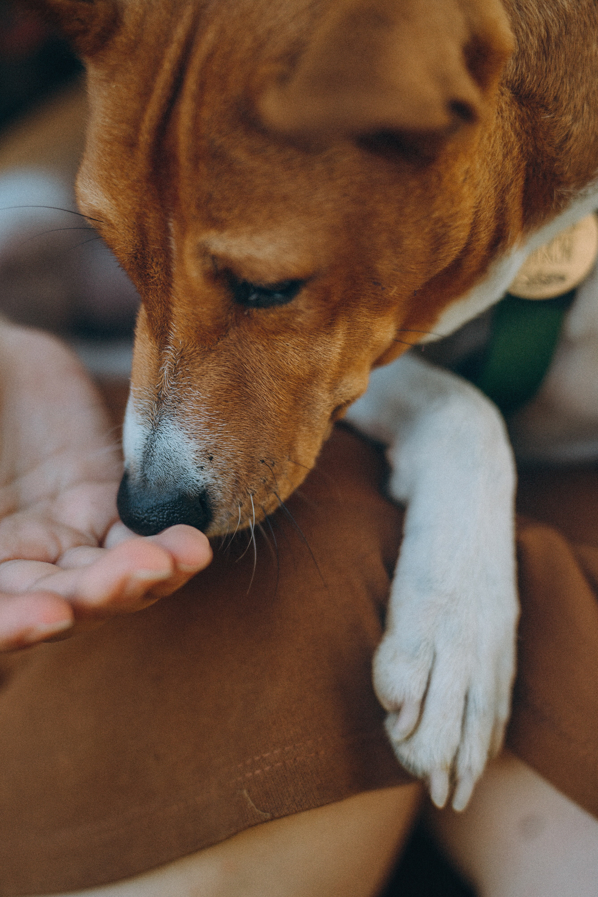 Арина и Рики. Фотограф анималист в Москве и Санкт-Петербурге Свиридова Анна