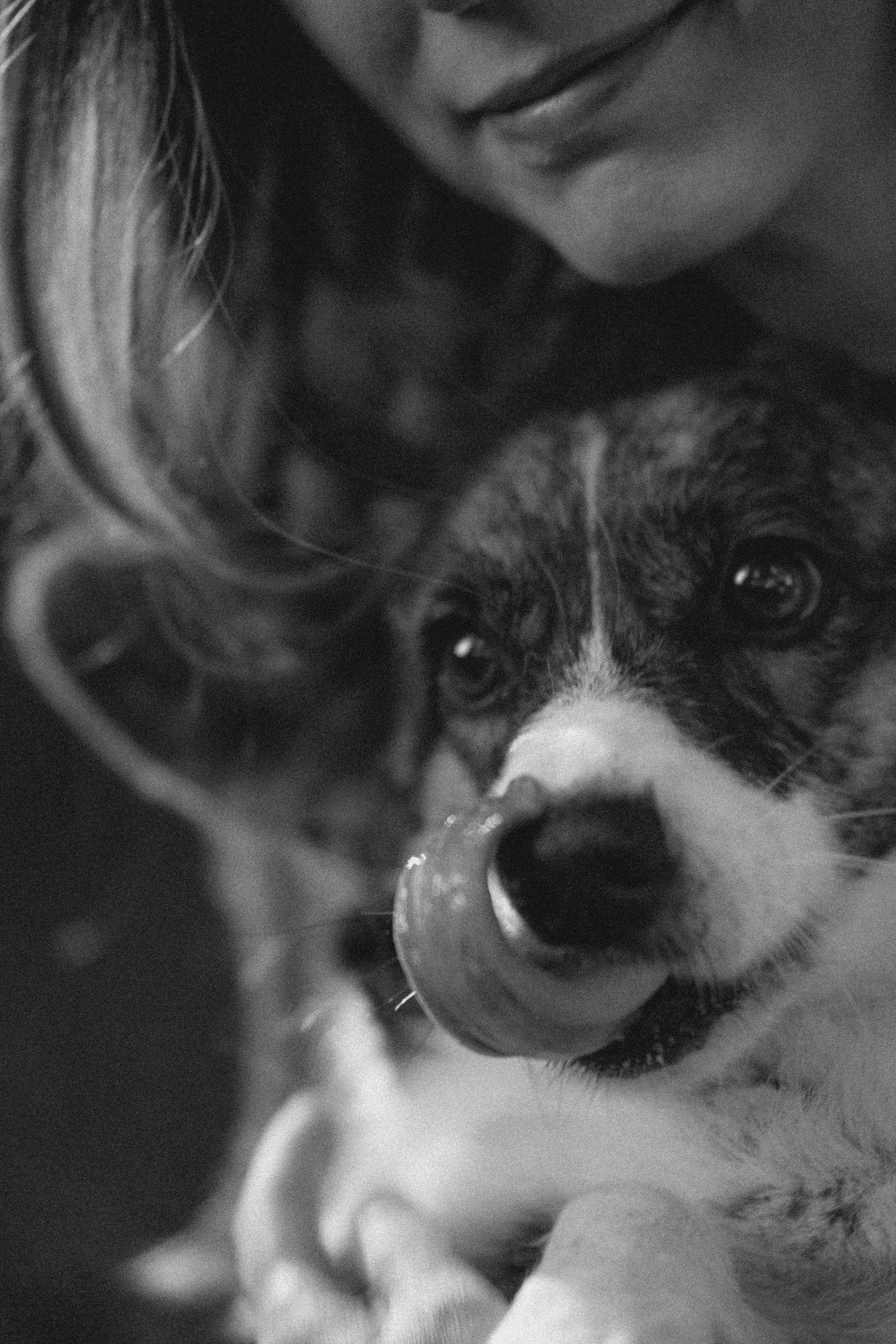 Влада и Коржики. Фотограф анималист в Москве и Санкт-Петербурге Свиридова Анна