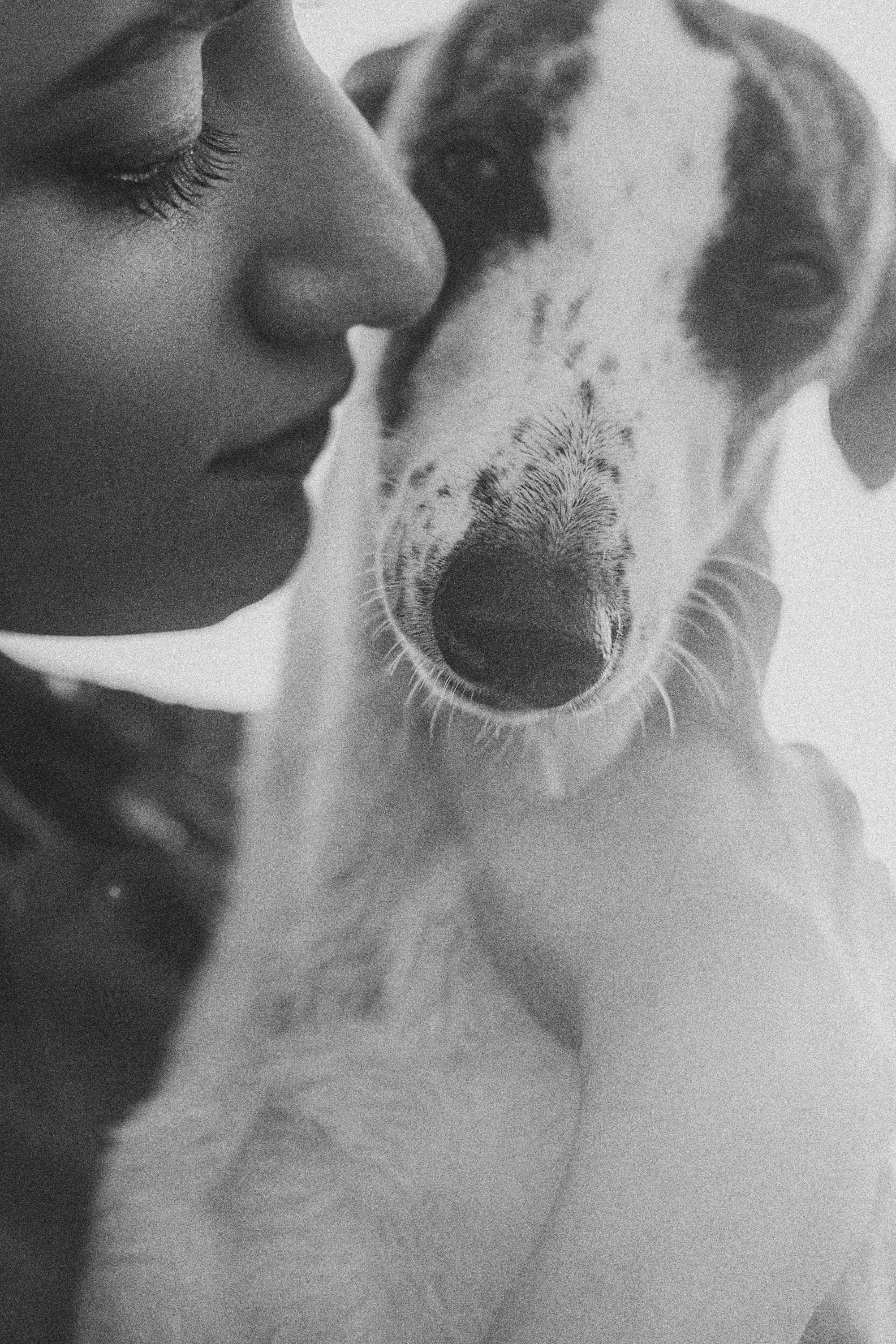 Софа, Уна и Лють. Фотограф анималист в Москве и Санкт-Петербурге Свиридова Анна