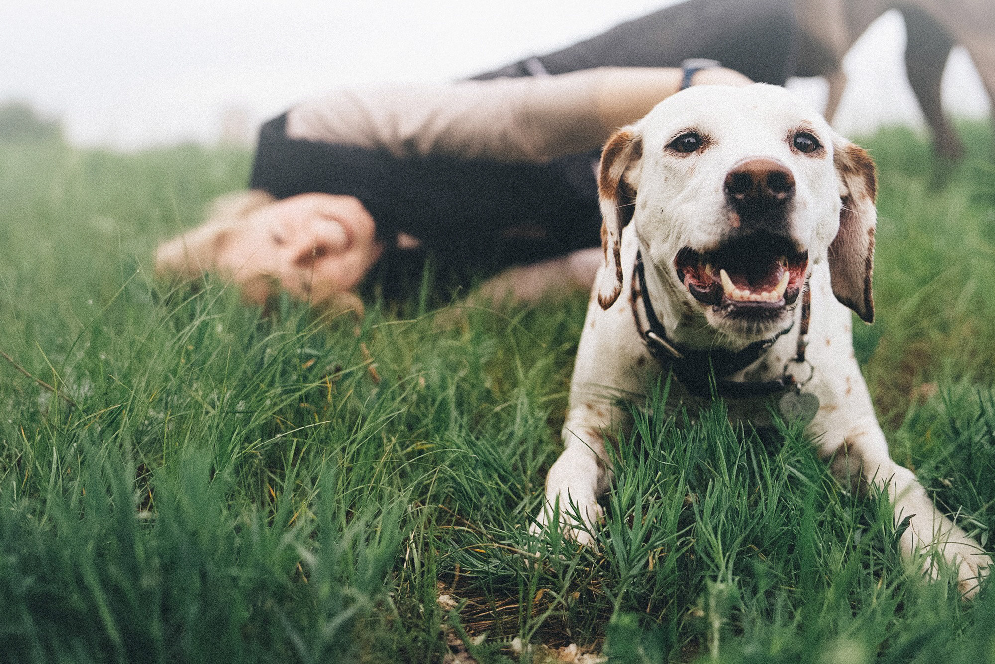 Полина, Борис, Луна и Эль. Фотограф анималист в Москве и Санкт-Петербурге Свиридова Анна