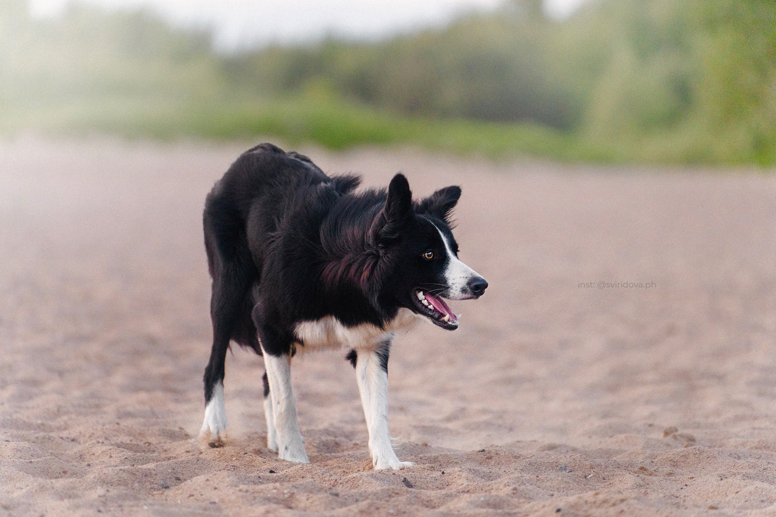 Янки, Румпель, Лось, Токи, Мако. Фотограф анималист в Москве и Санкт-Петербурге Свиридова Анна