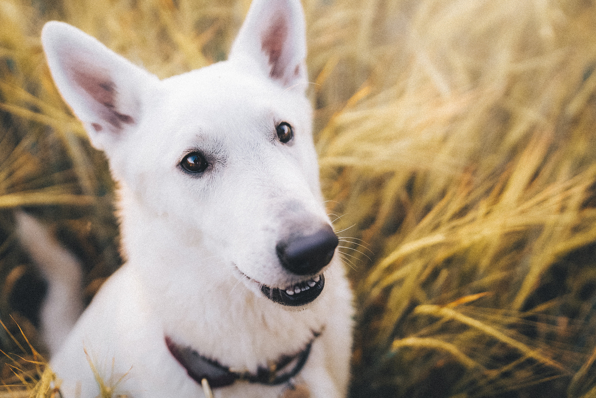 Лиза и Юста. Фотограф анималист в Москве и Санкт-Петербурге Свиридова Анна