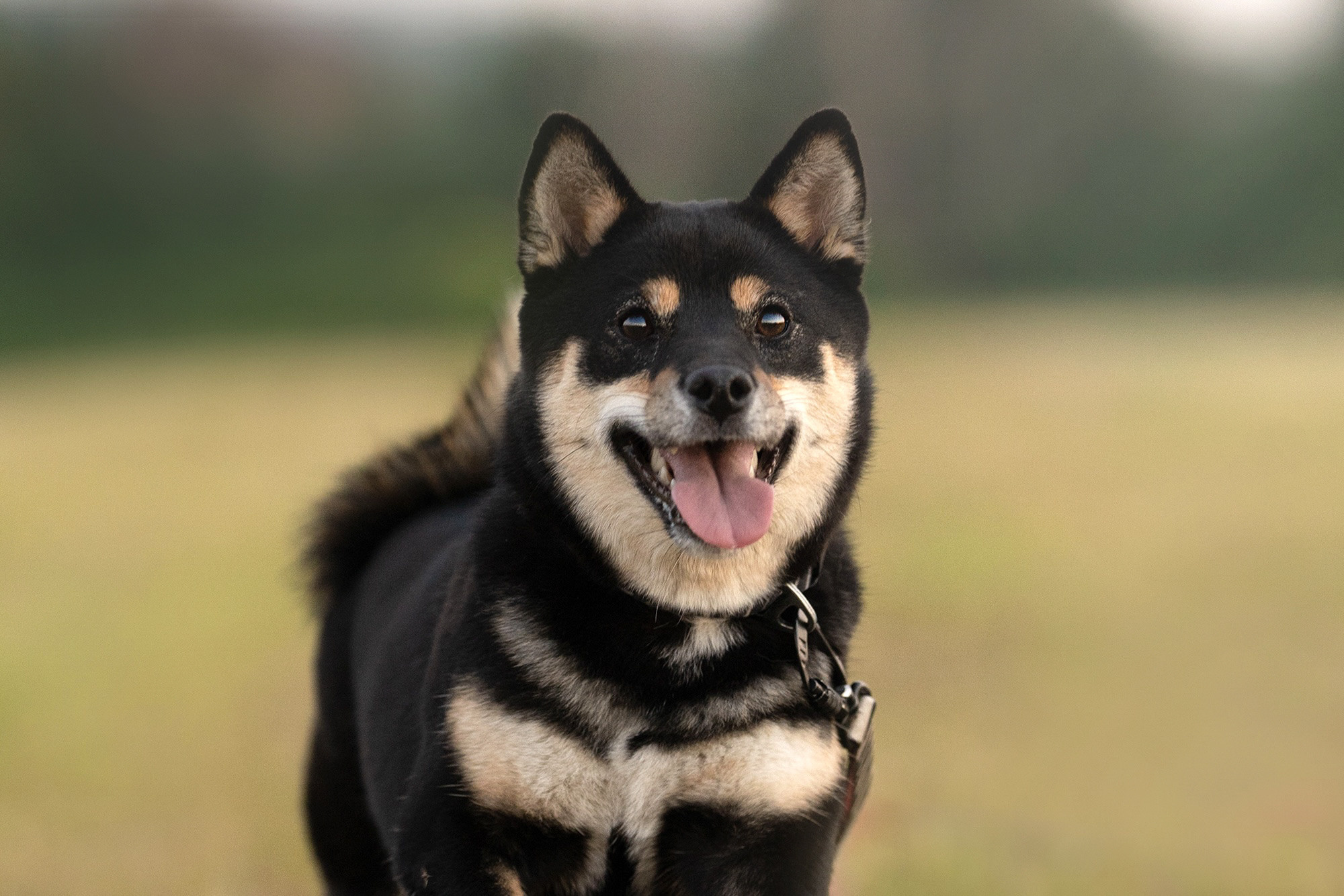 Катя, Вася, Роки и Бэлла. Фотограф анималист в Москве и Санкт-Петербурге Свиридова Анна