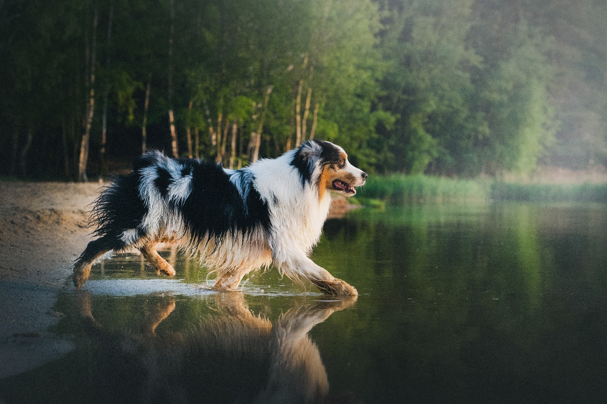 Аня, Игорь, Аусь и Хась. Фотограф анималист в Москве и Санкт-Петербурге Свиридова Анна