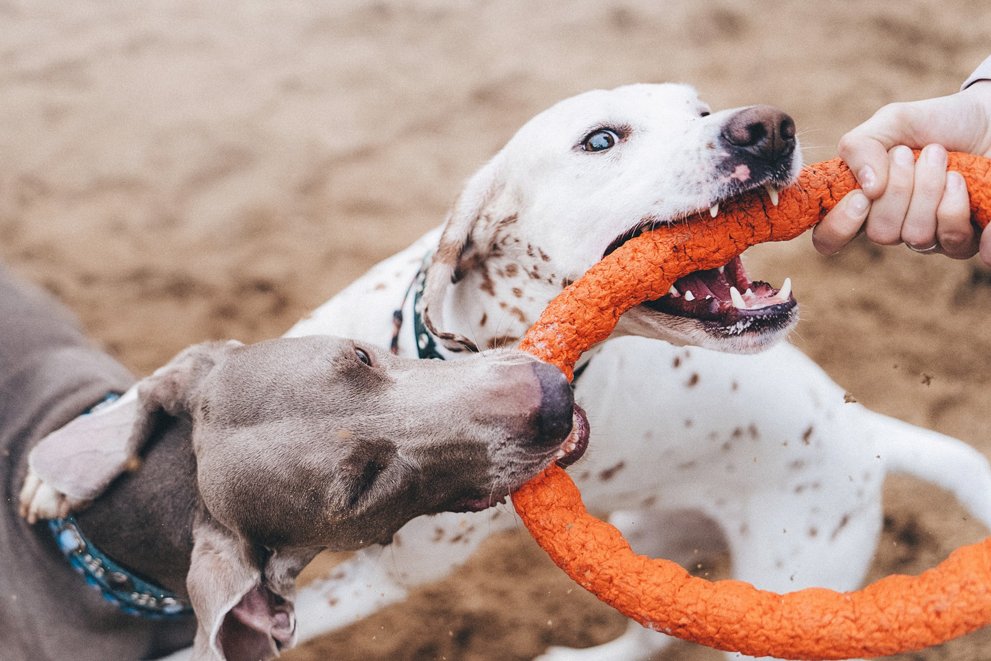Полина, Борис, Луна и Эль. Фотограф анималист в Москве и Санкт-Петербурге Свиридова Анна