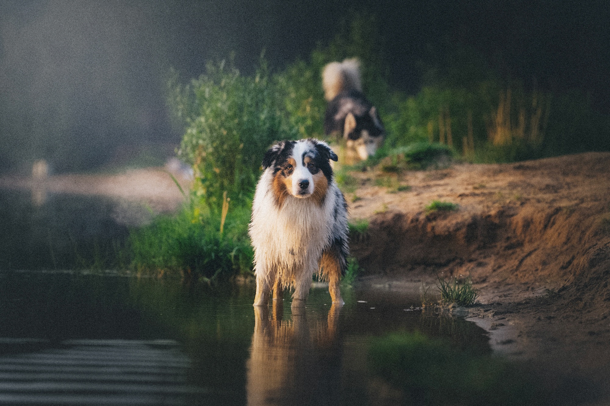 Аня, Игорь, Аусь и Хась. Фотограф анималист в Москве и Санкт-Петербурге Свиридова Анна