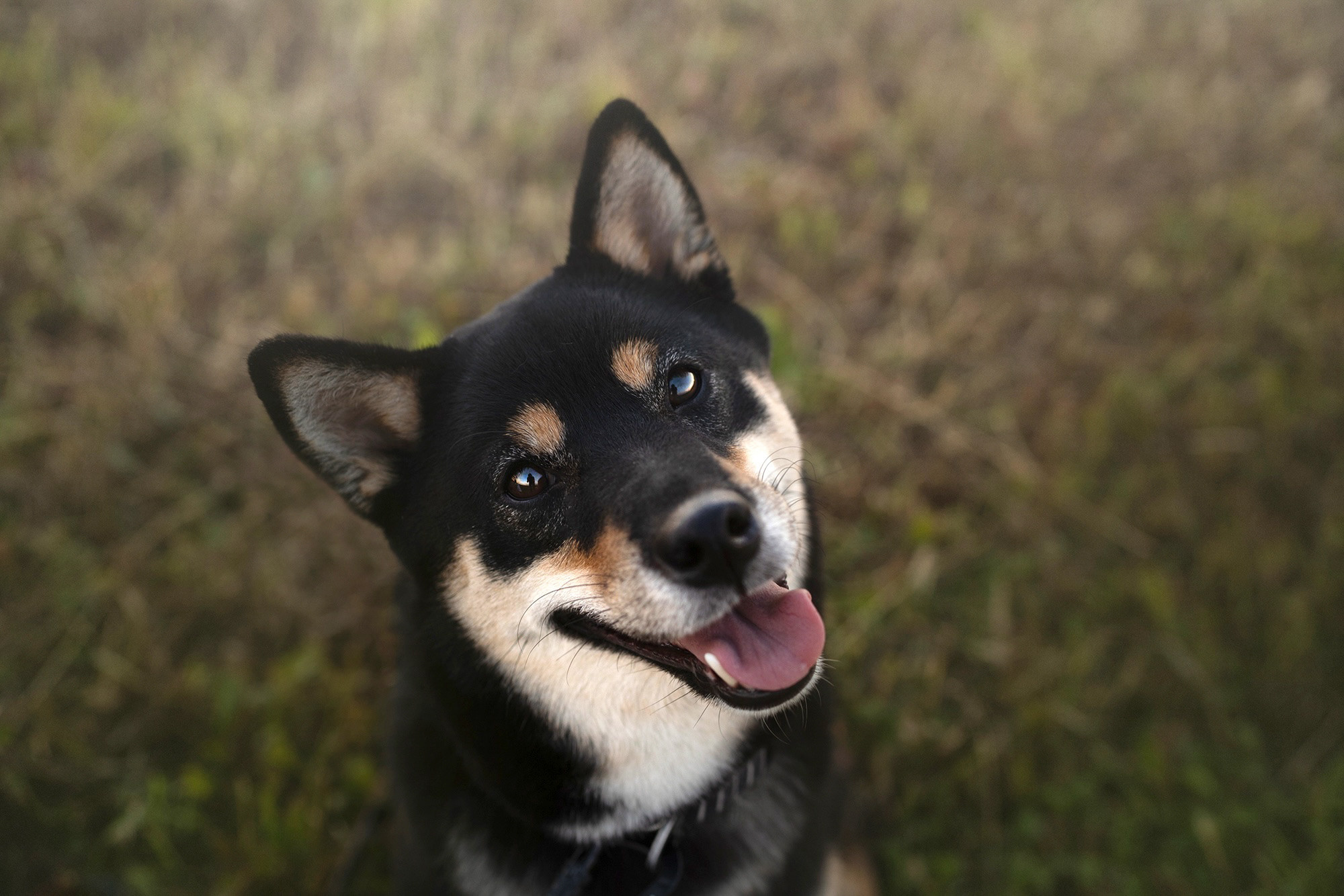 Катя, Вася, Роки и Бэлла. Фотограф анималист в Москве и Санкт-Петербурге Свиридова Анна