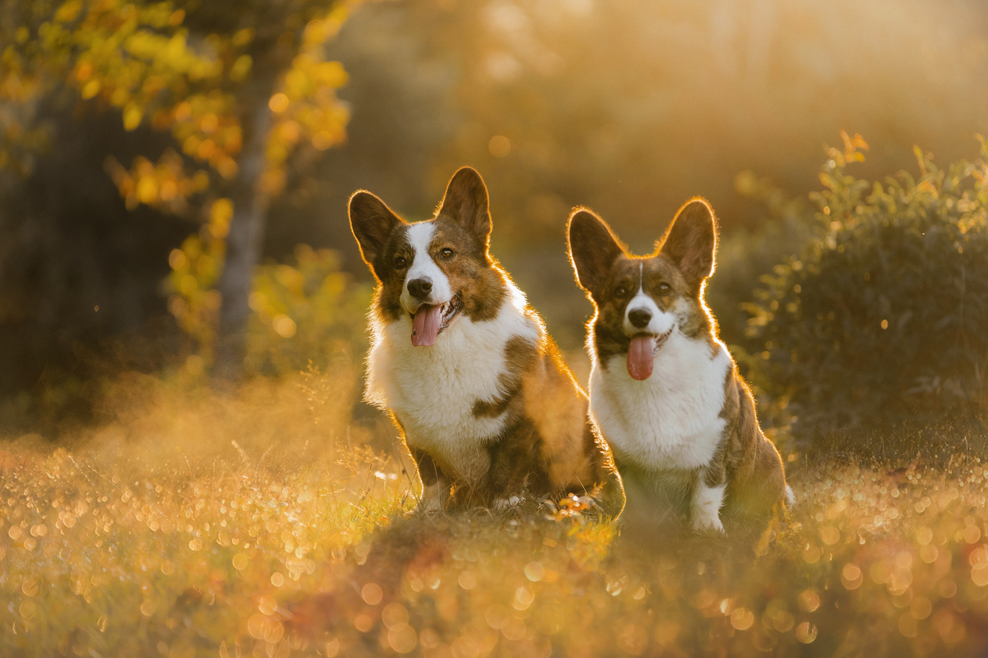 Влада и Коржики. Фотограф анималист в Москве и Санкт-Петербурге Свиридова Анна