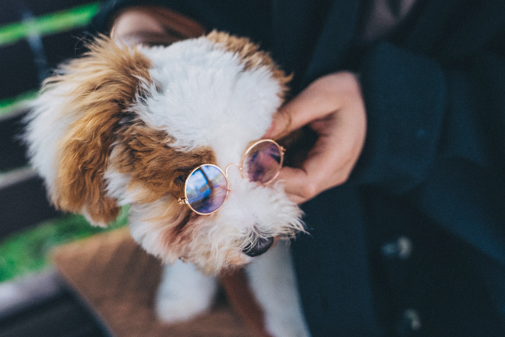Амина, Андрей и Умка. Фотограф анималист в Москве и Санкт-Петербурге Свиридова Анна