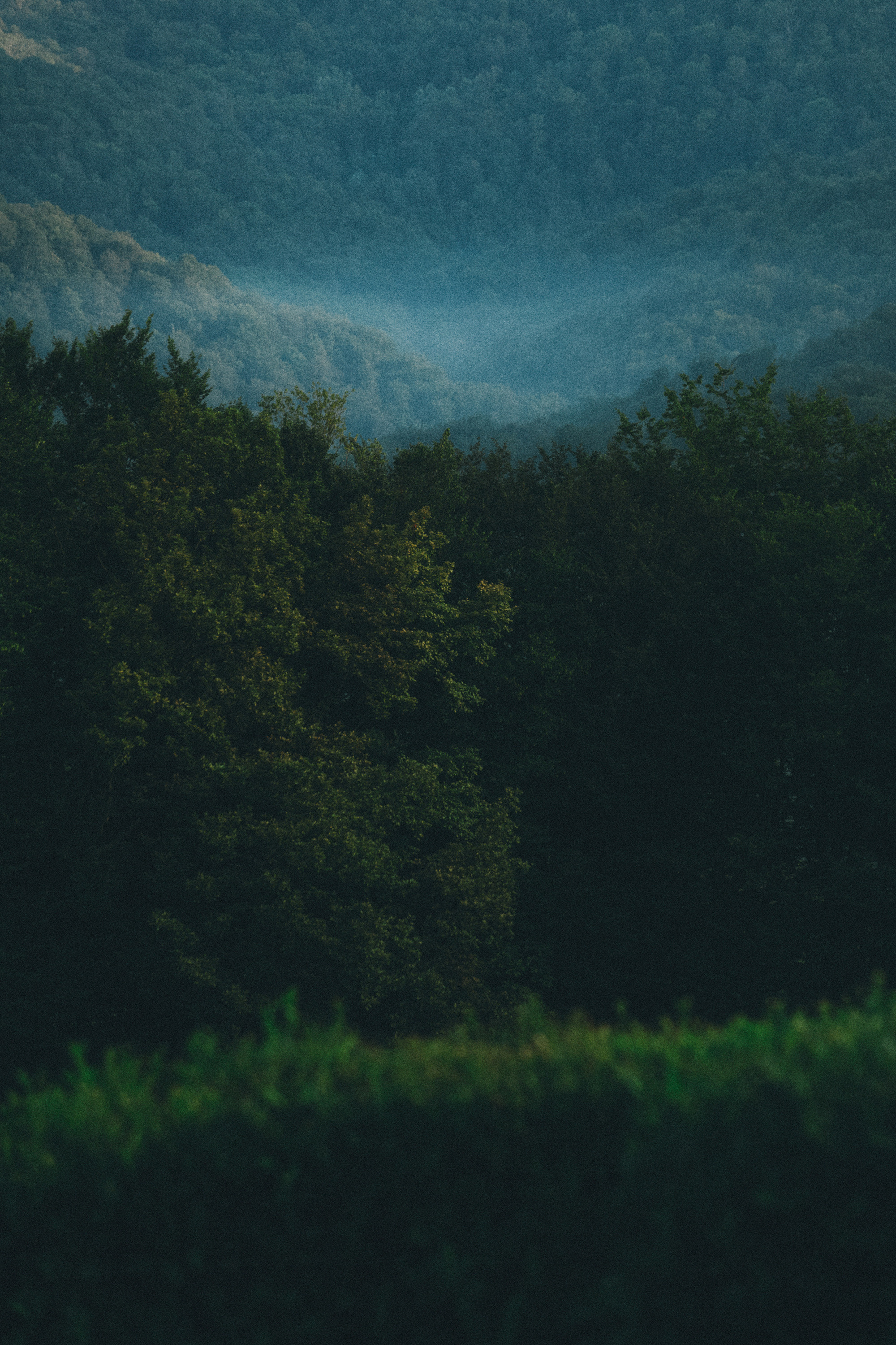 Арина и Рики. Фотограф анималист в Москве и Санкт-Петербурге Свиридова Анна