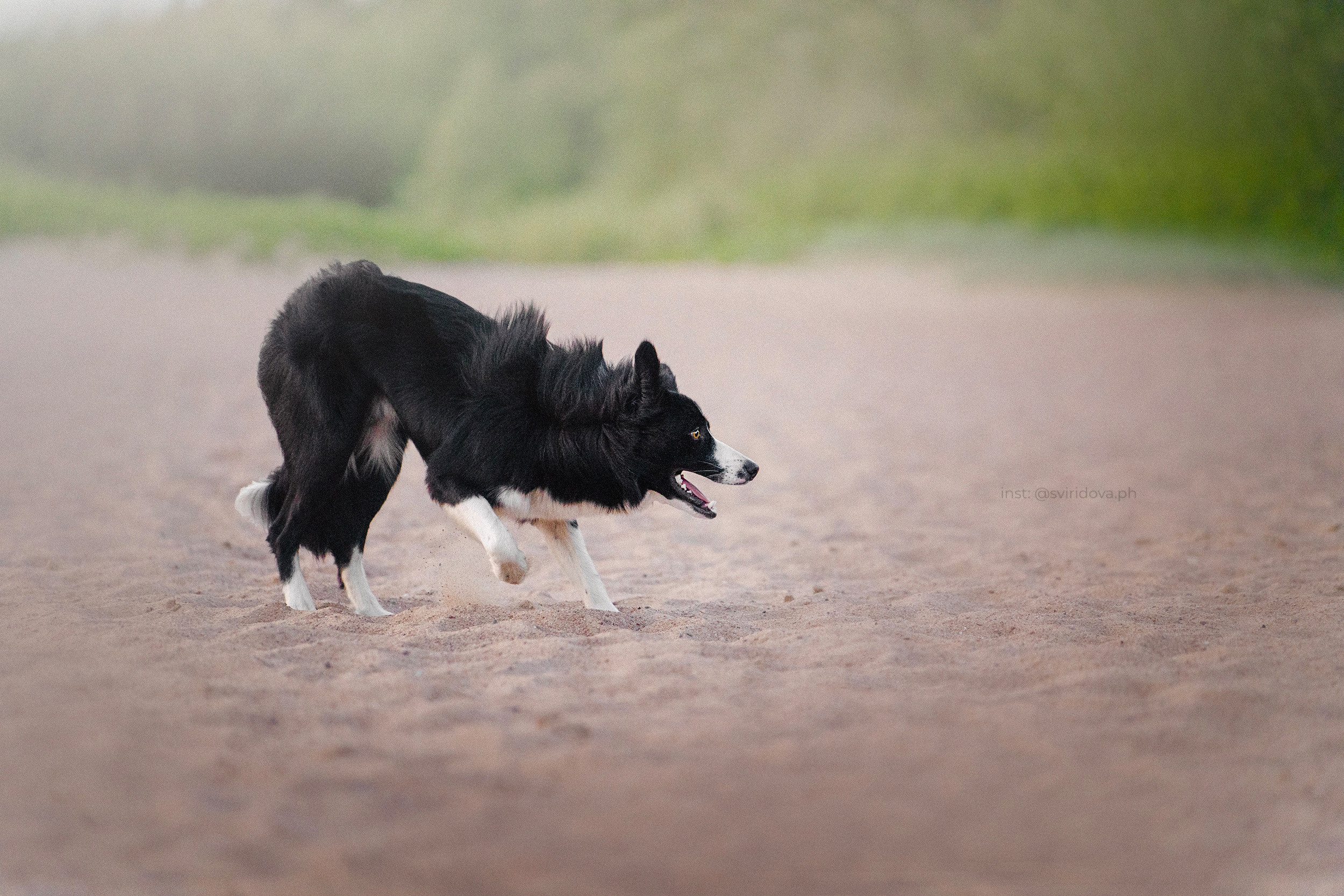Янки, Румпель, Лось, Токи, Мако. Фотограф анималист в Москве и Санкт-Петербурге Свиридова Анна
