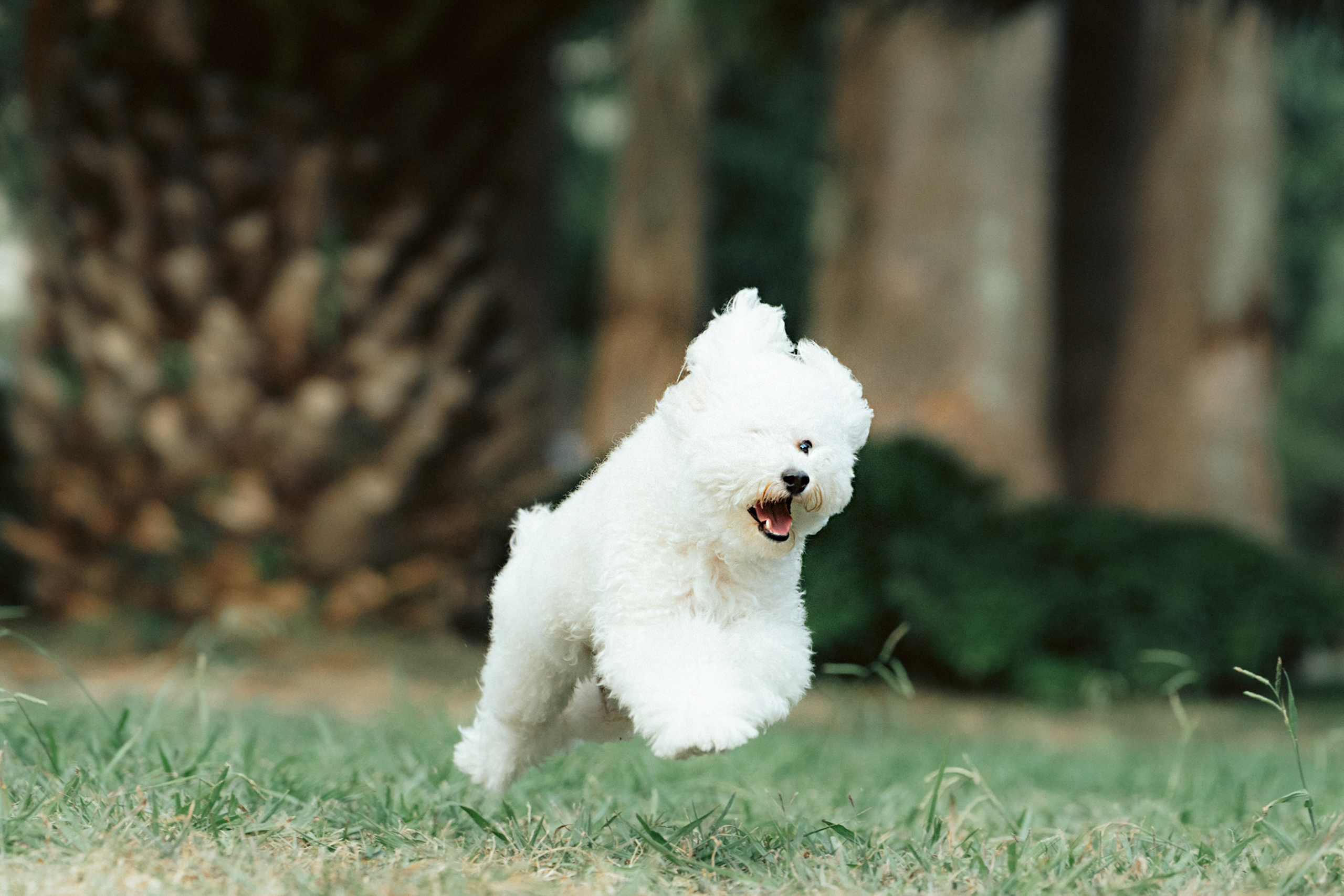 Ангелина и Варежка. Фотограф анималист в Москве и Санкт-Петербурге Свиридова Анна