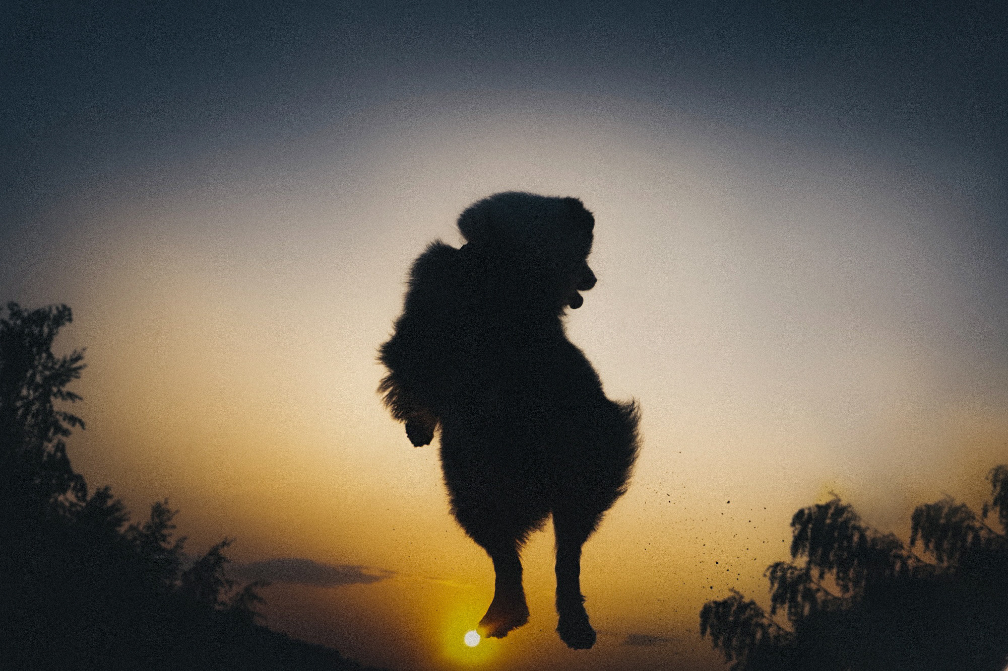 Аня, Игорь, Аусь и Хась. Фотограф анималист в Москве и Санкт-Петербурге Свиридова Анна