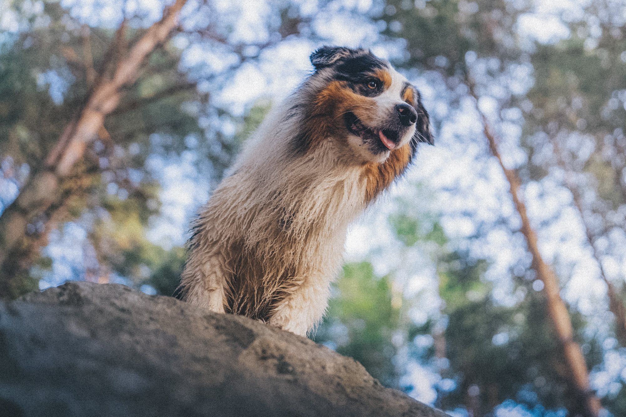 Аня, Игорь, Аусь и Хась. Фотограф анималист в Москве и Санкт-Петербурге Свиридова Анна