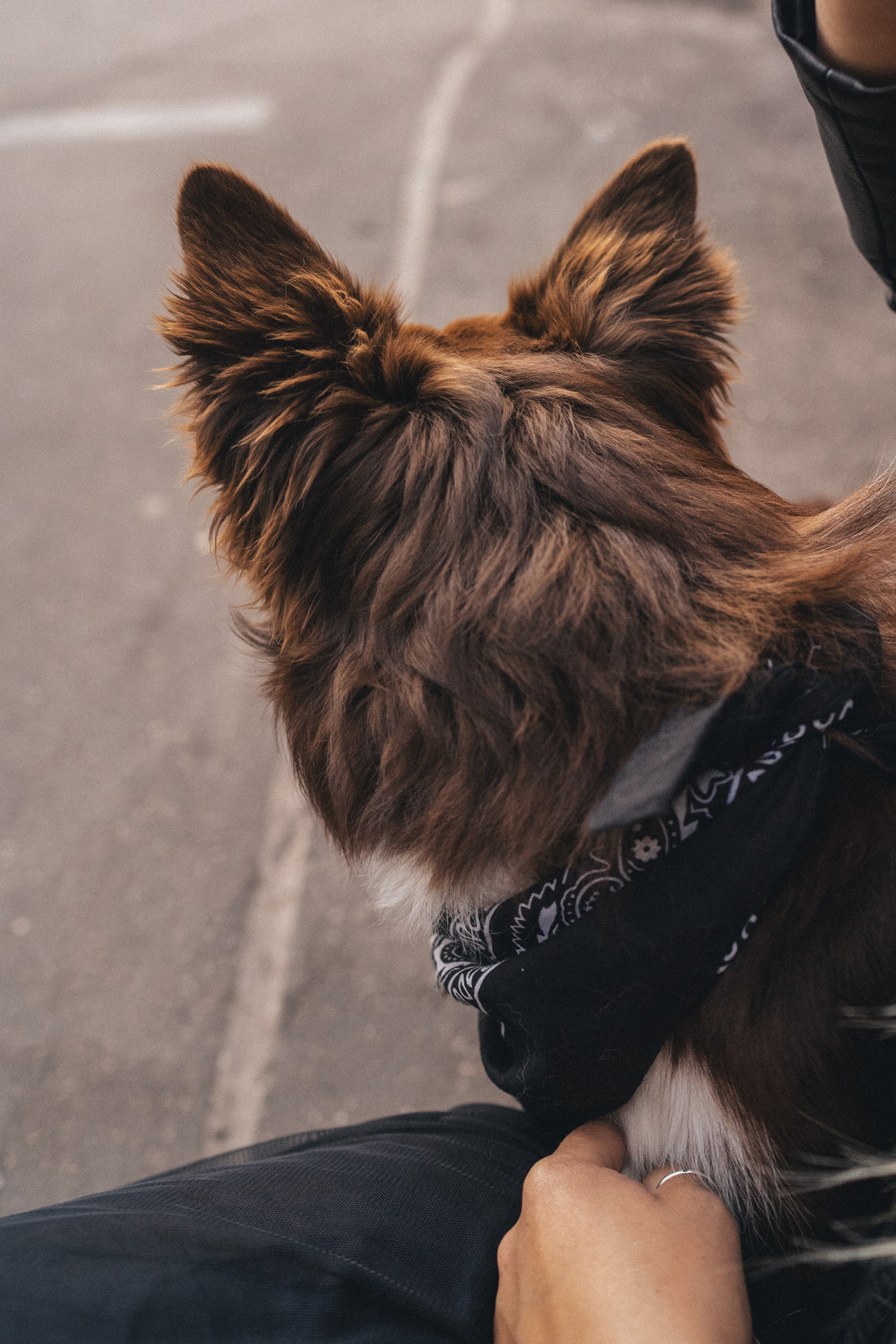 Аня и Брук. Фотограф анималист в Москве и Санкт-Петербурге Свиридова Анна