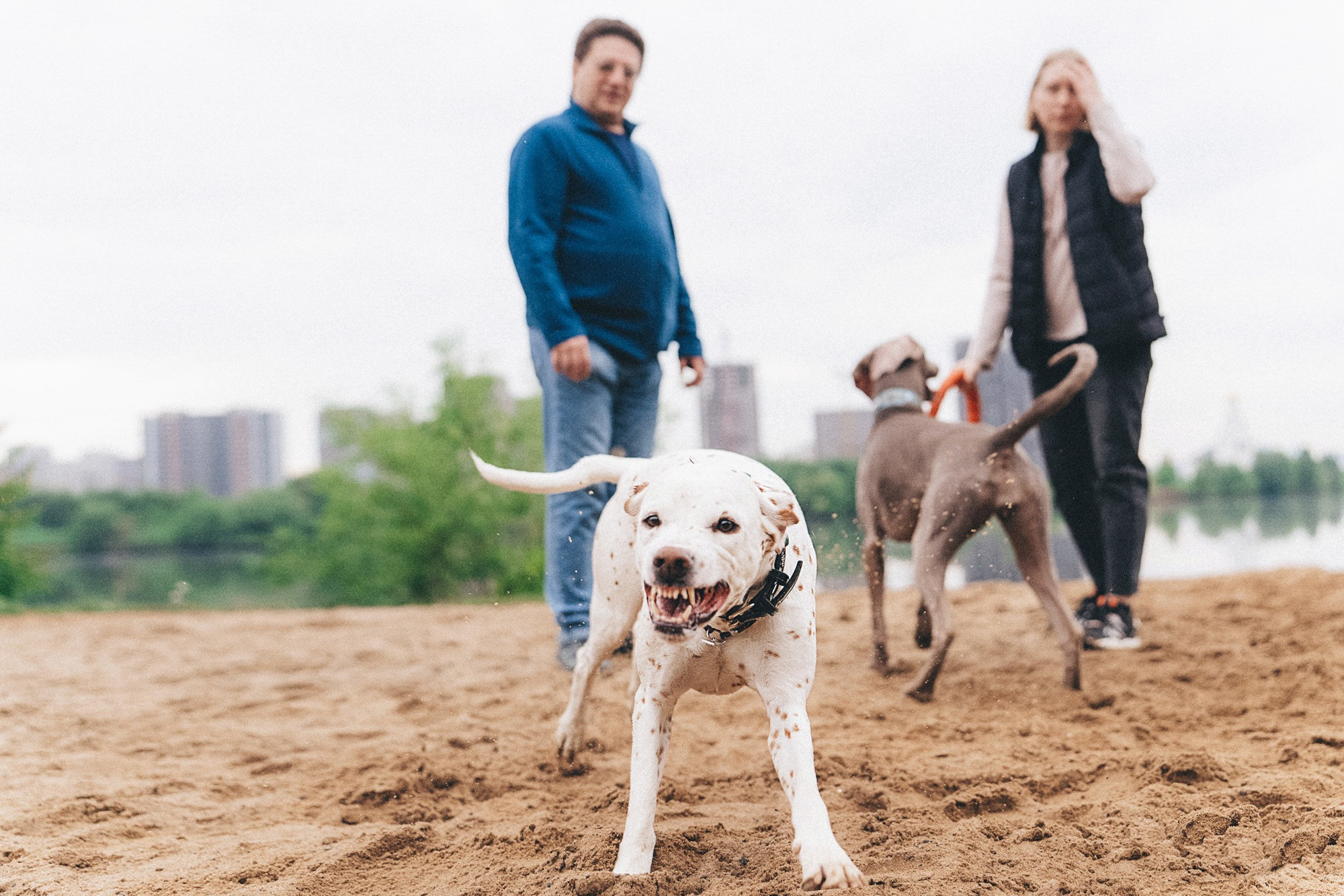 Полина, Борис, Луна и Эль. Фотограф анималист в Москве и Санкт-Петербурге Свиридова Анна