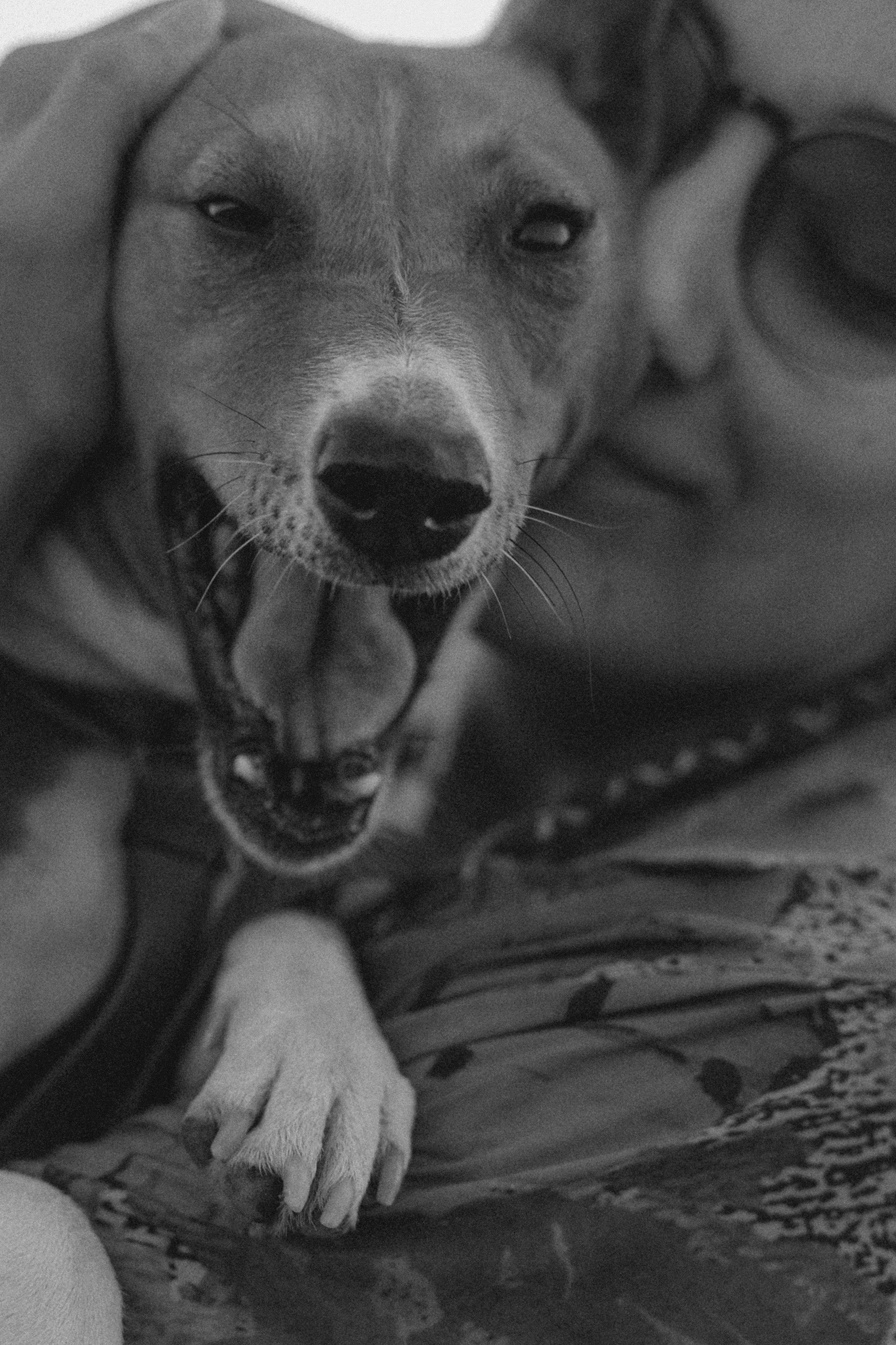 Арина и Рики. Фотограф анималист в Москве и Санкт-Петербурге Свиридова Анна