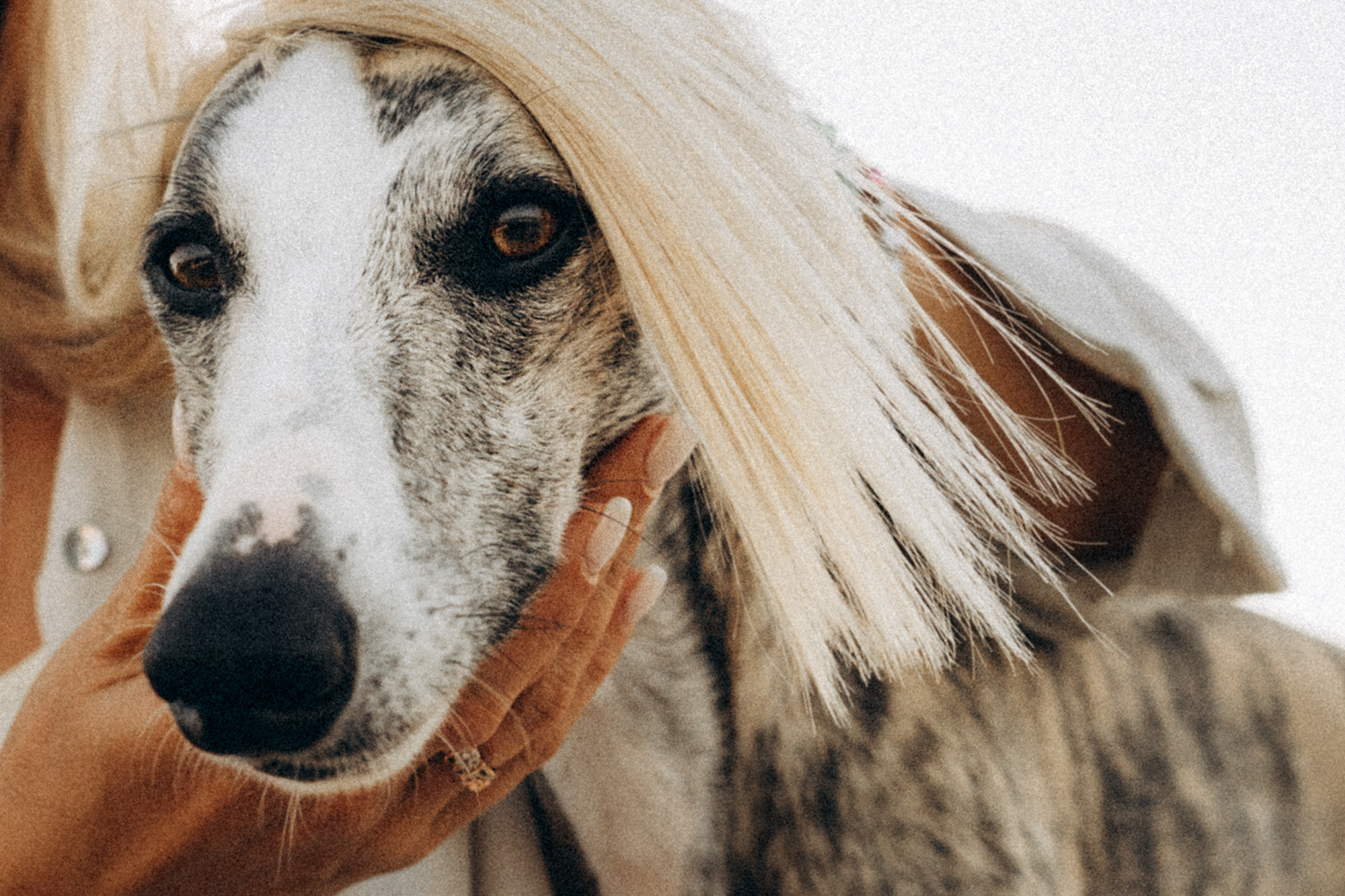 Аня и Джованни. Фотограф анималист в Москве и Санкт-Петербурге Свиридова Анна