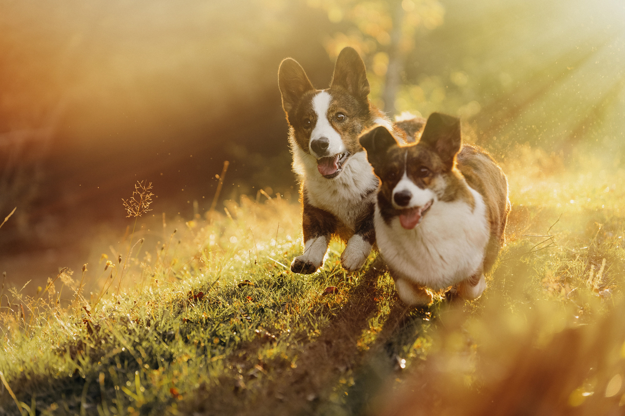 Влада и Коржики. Фотограф анималист в Москве и Санкт-Петербурге Свиридова Анна